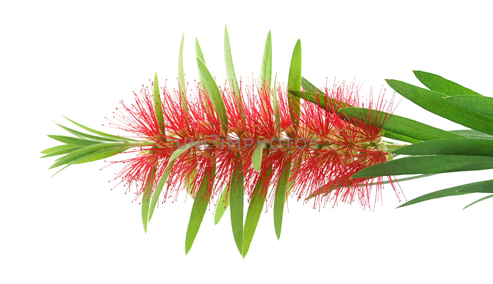 Red bottle brush flower isolated on white background, Scientific name: Callistemon lanceolatus DC.