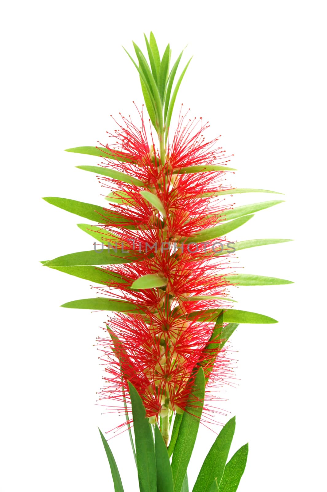 Red bottle brush flower isolated on white background, Scientific name: Callistemon lanceolatus DC.