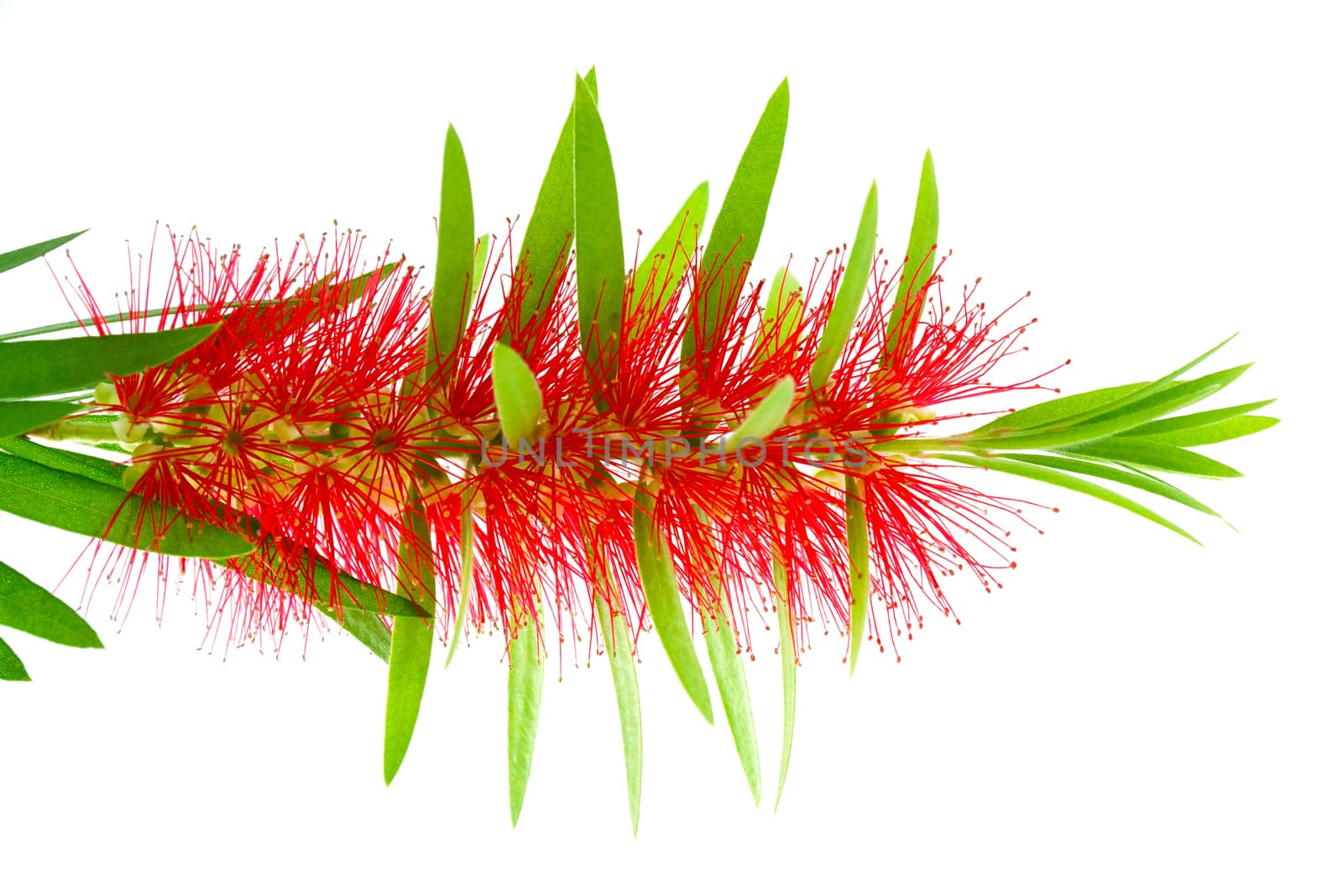 Red bottle brush flower isolated on white background, Scientific name: Callistemon lanceolatus DC.