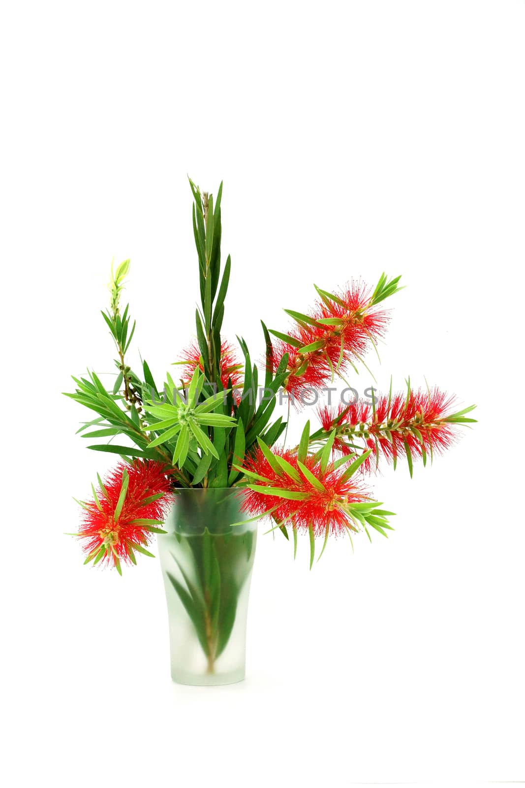 Red bottle brush flower isolated on white background, Scientific name: Callistemon lanceolatus DC.