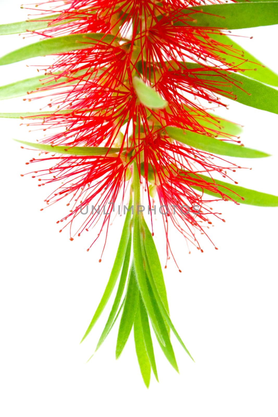 Red bottle brush flower isolated on white background, Scientific by Noppharat_th