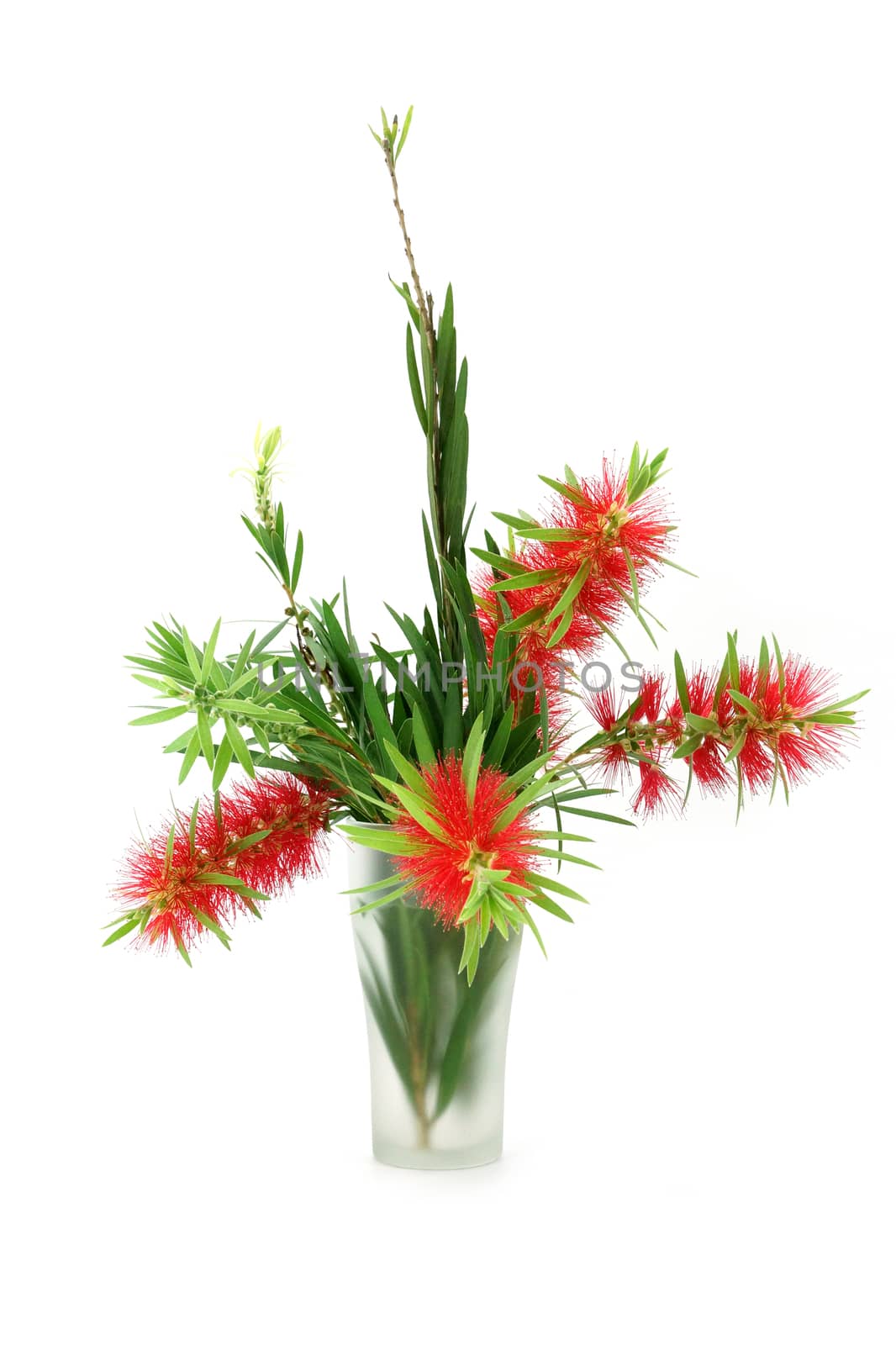 Red bottle brush flower isolated on white background, Scientific by Noppharat_th