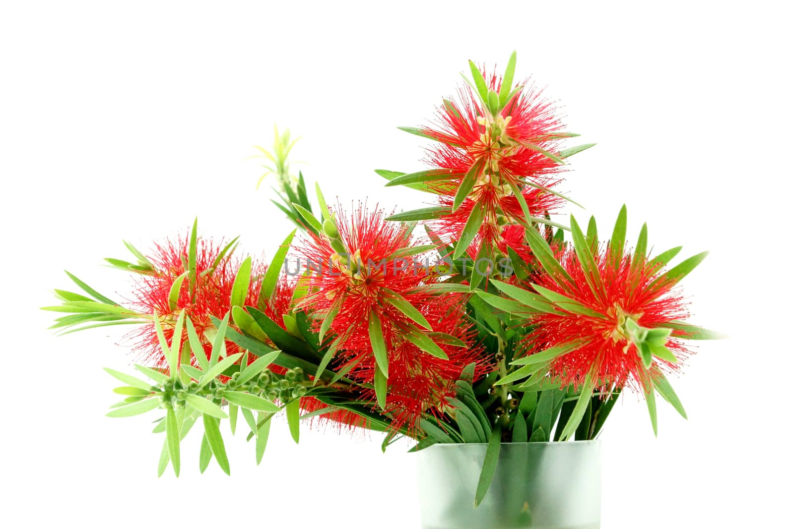 Red bottle brush flower isolated on white background, Scientific by Noppharat_th