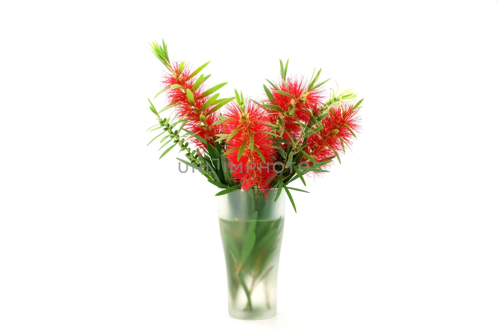 Red bottle brush flower isolated on white background, Scientific by Noppharat_th