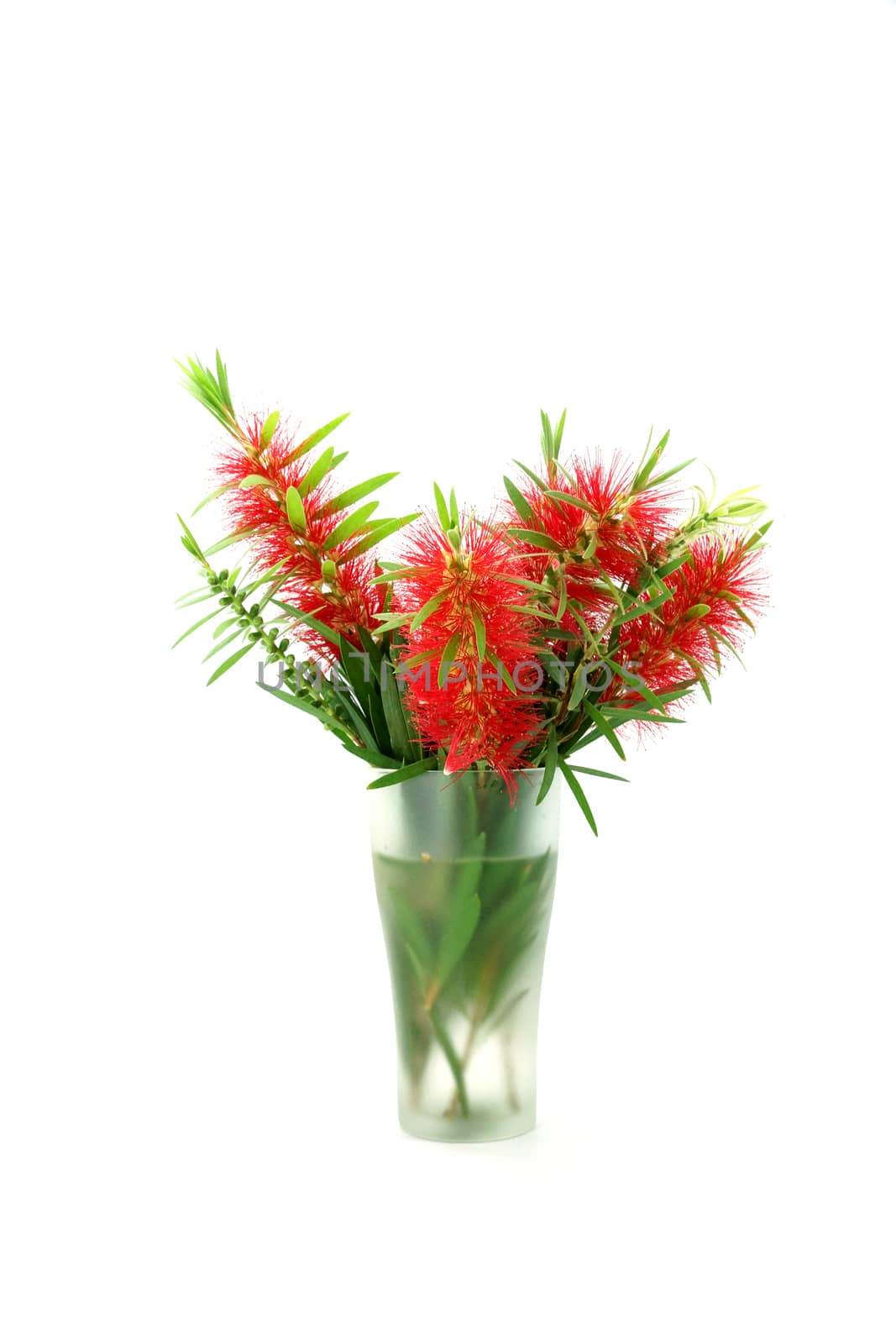 Red bottle brush flower isolated on white background, Scientific name: Callistemon lanceolatus DC.