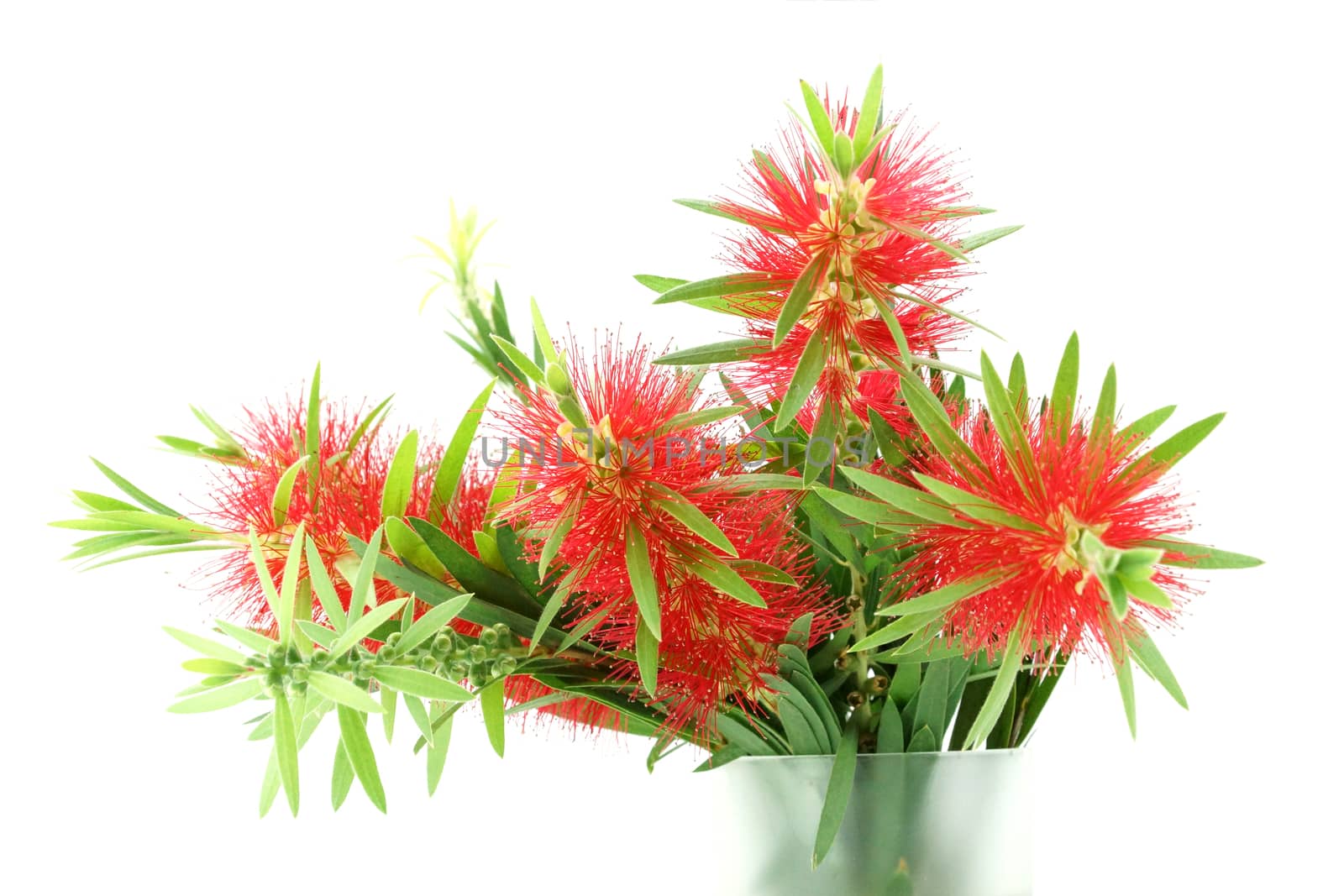 Red bottle brush flower isolated on white background, Scientific name: Callistemon lanceolatus DC.