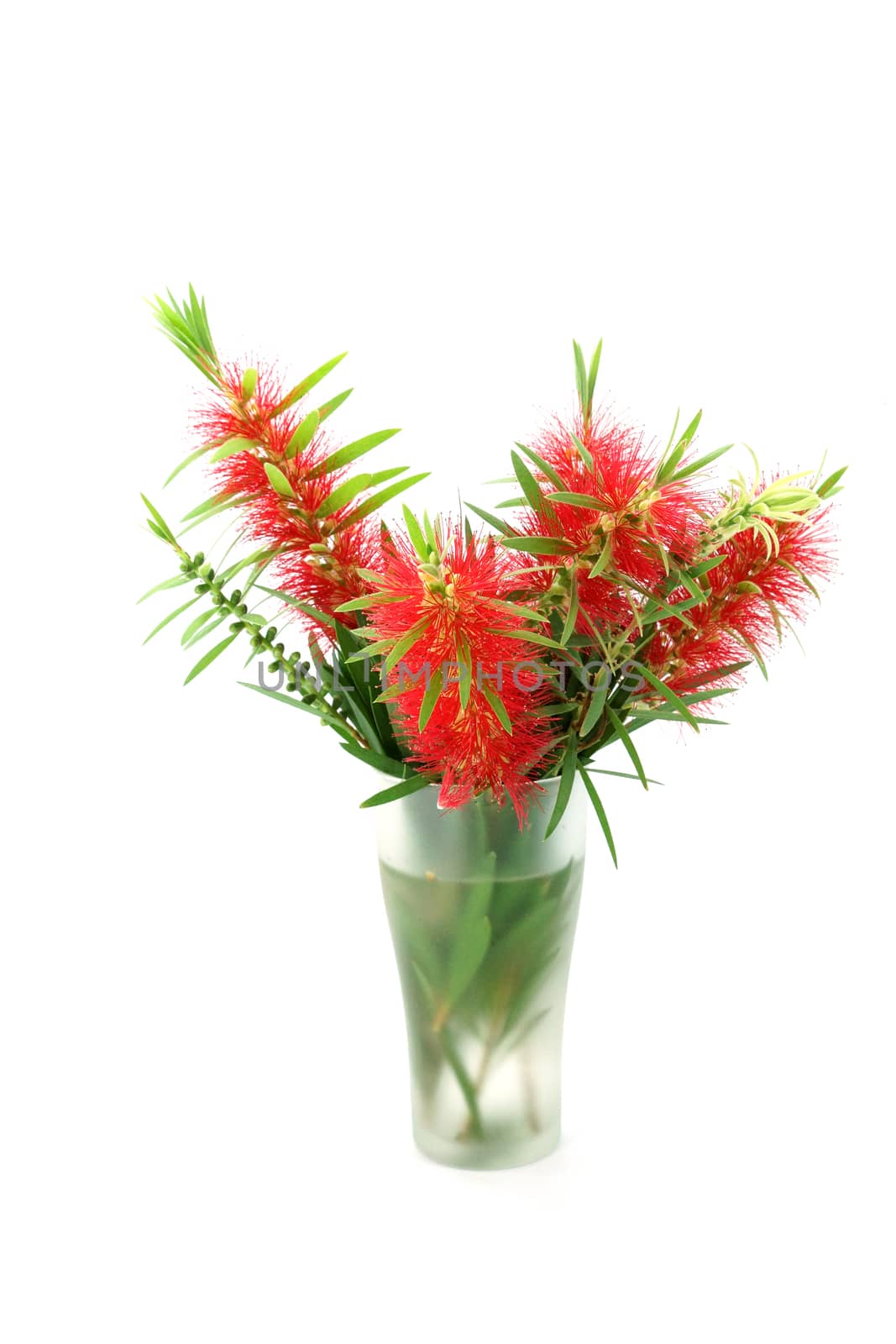 Red bottle brush flower isolated on white background, Scientific name: Callistemon lanceolatus DC.