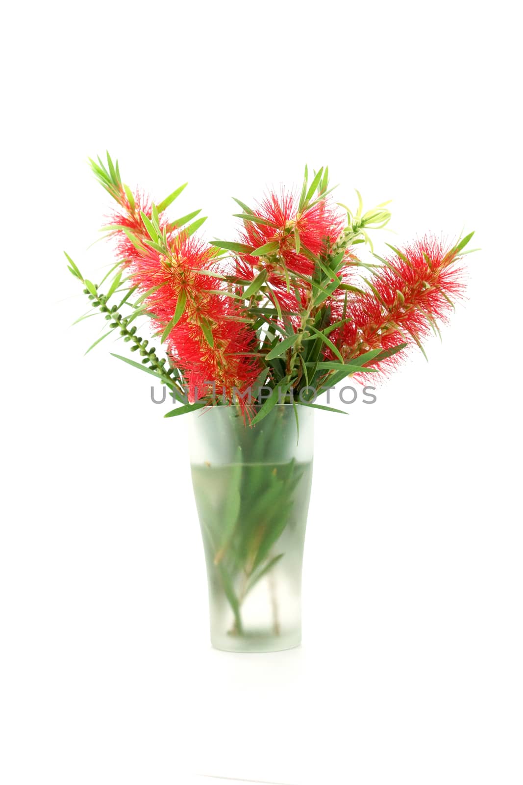 Red bottle brush flower isolated on white background, Scientific name: Callistemon lanceolatus DC.