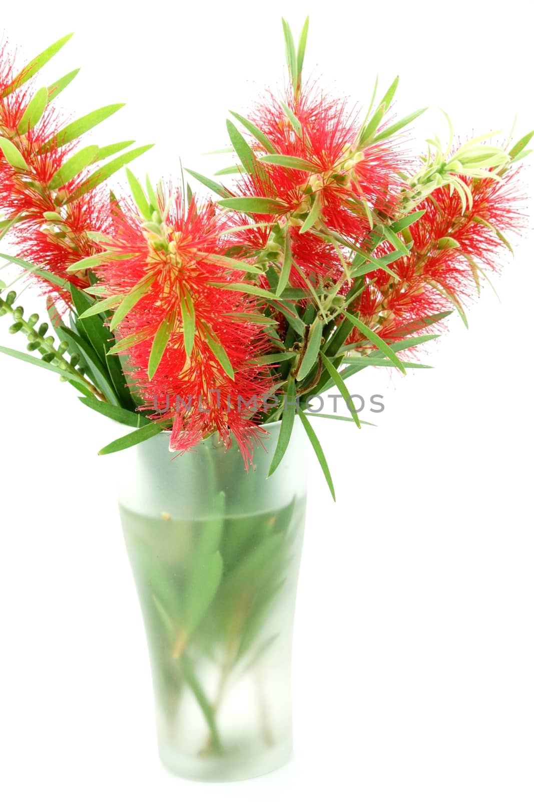 Red bottle brush flower isolated on white background, Scientific by Noppharat_th