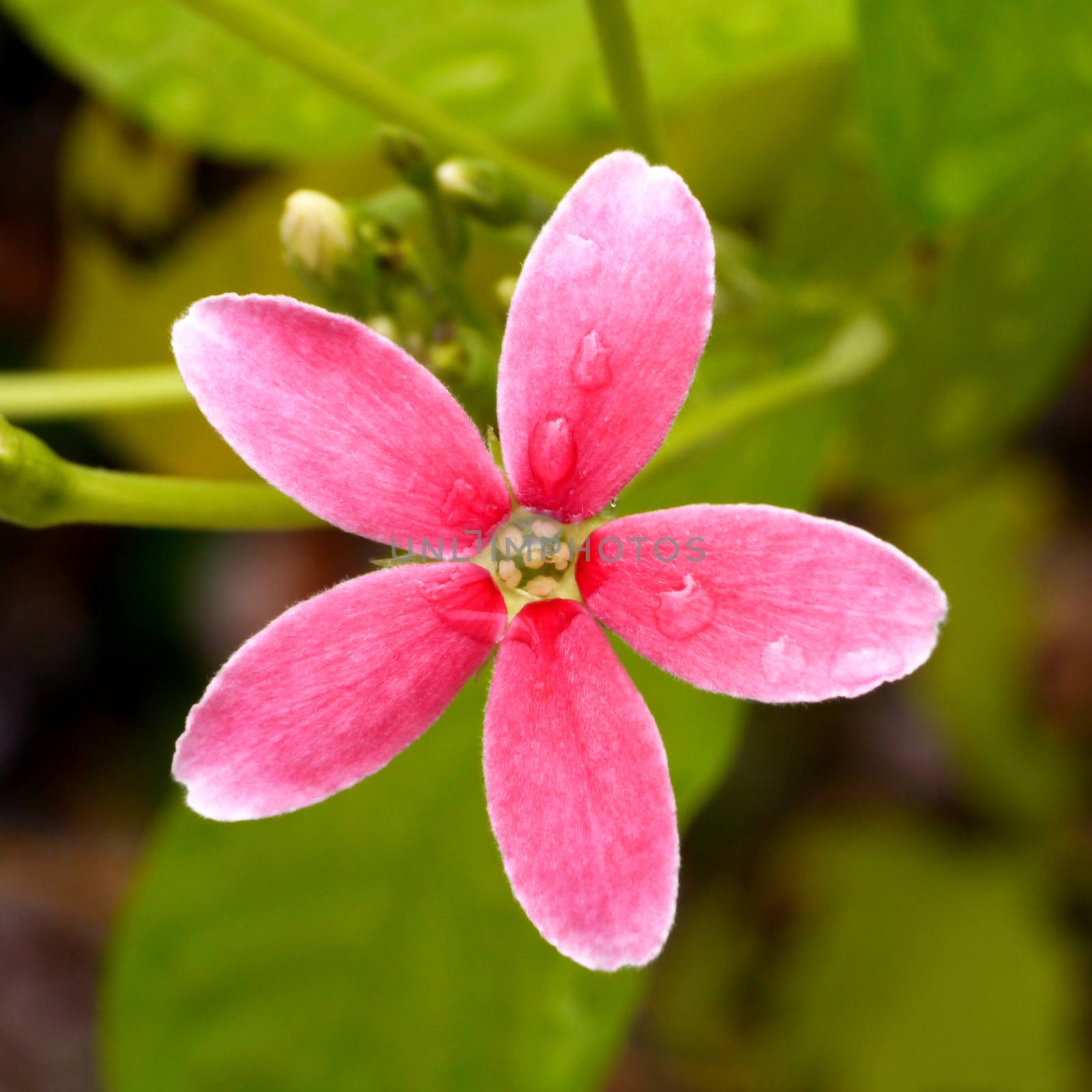 red and pink flower of Rangoon creeper.