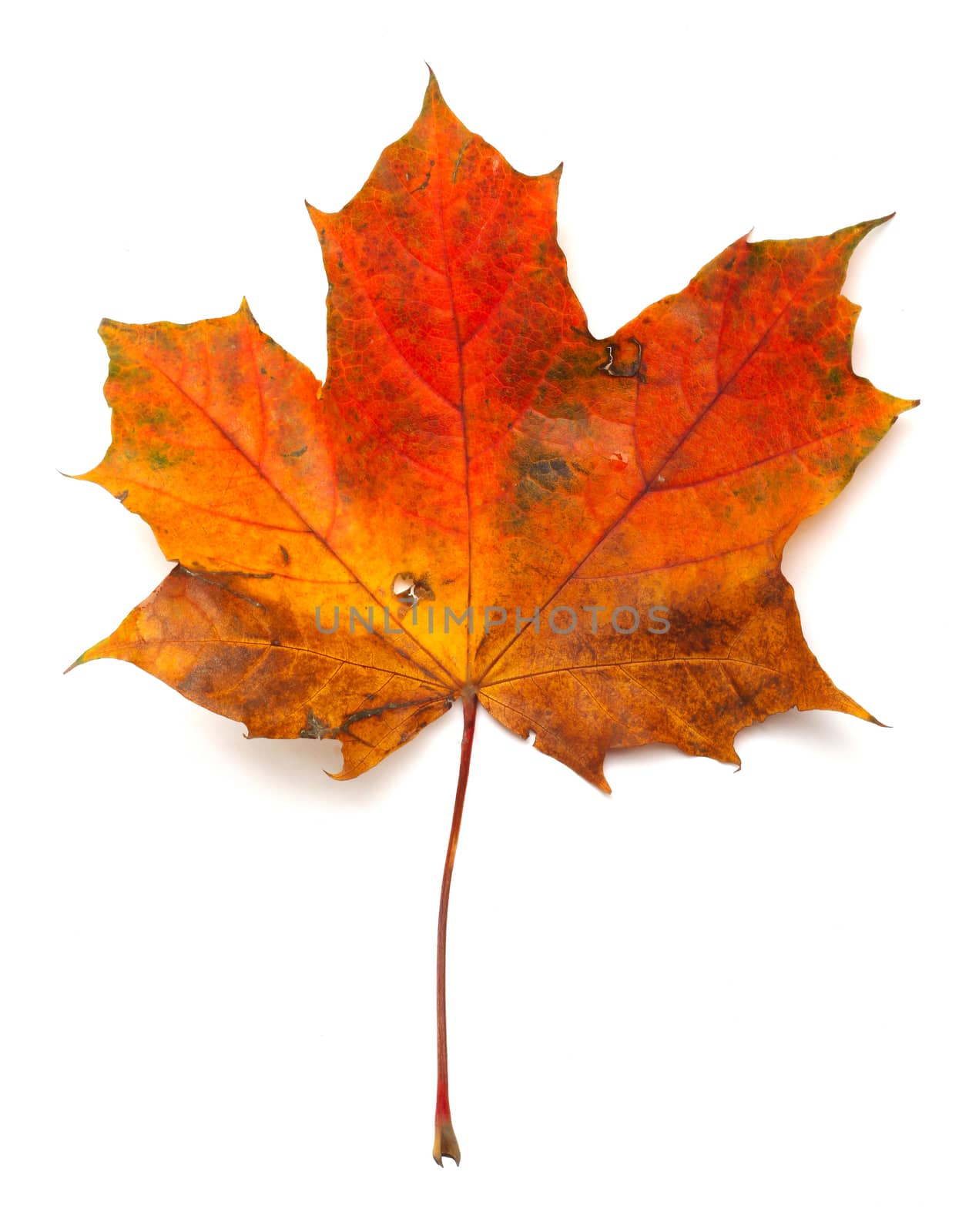 Maple colorful autumn leaf isolated on white background