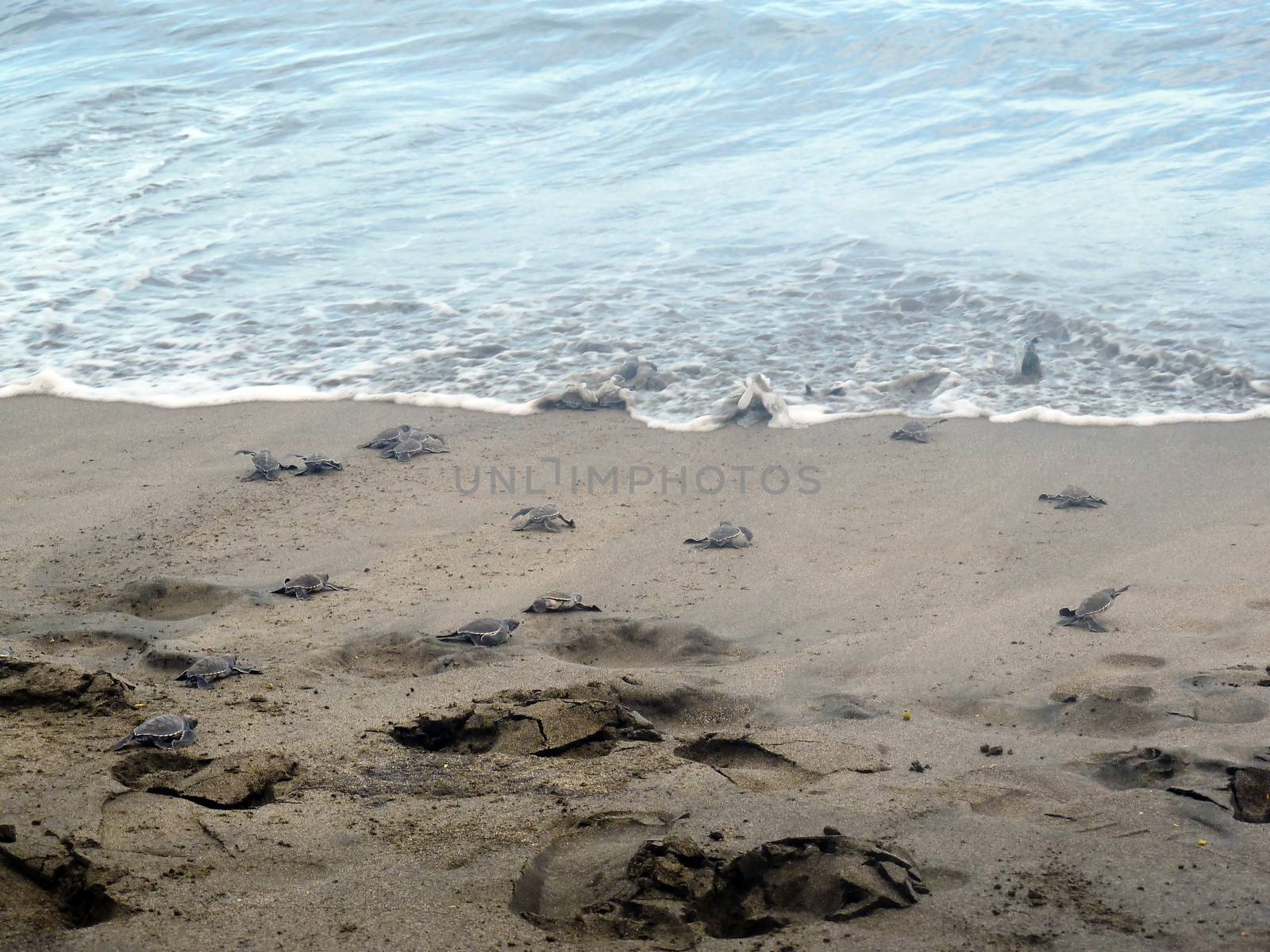 Baby turtles going to sea by Mirage3