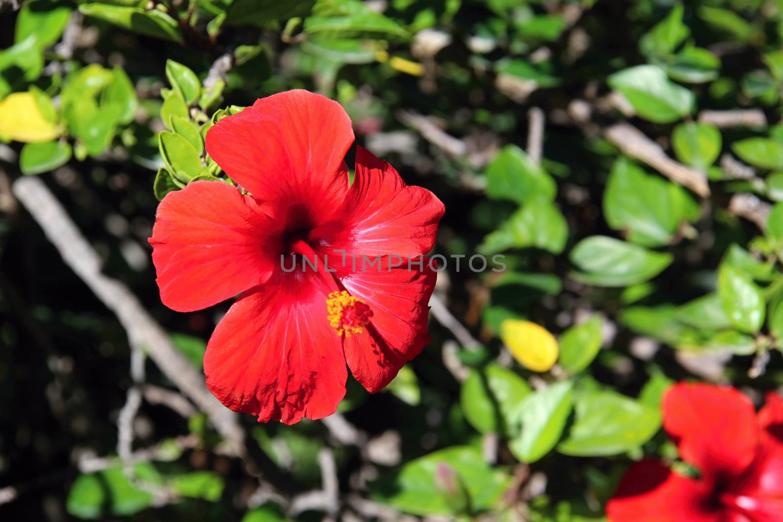 Spanish Flowers in the Parcs by Dermot68