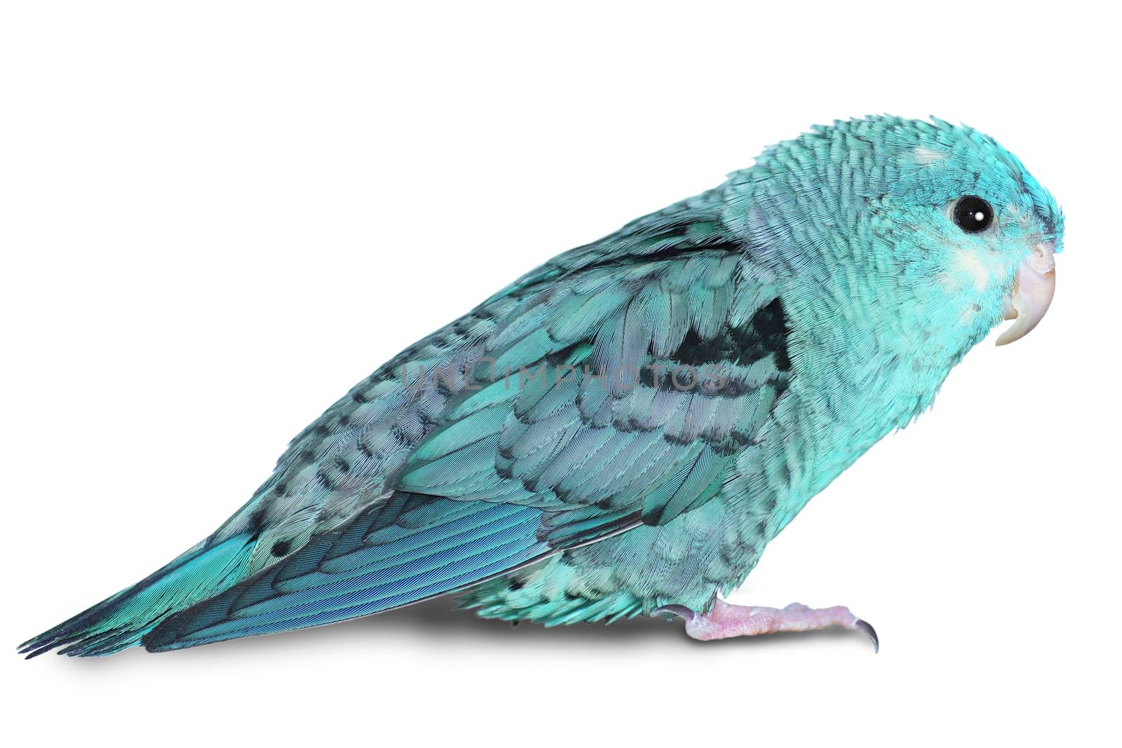 Female lineolated parakeet, Bolborhyncus lineola, blue form, isolated