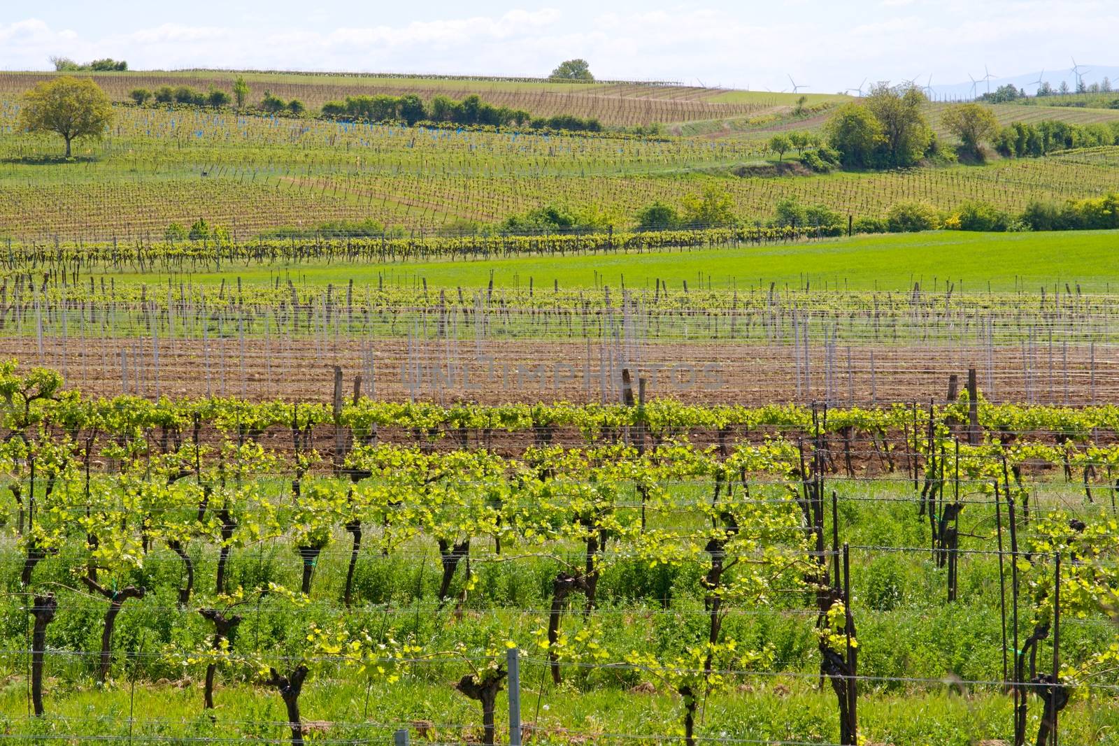 Photo shows genearl view of green vineyards.
