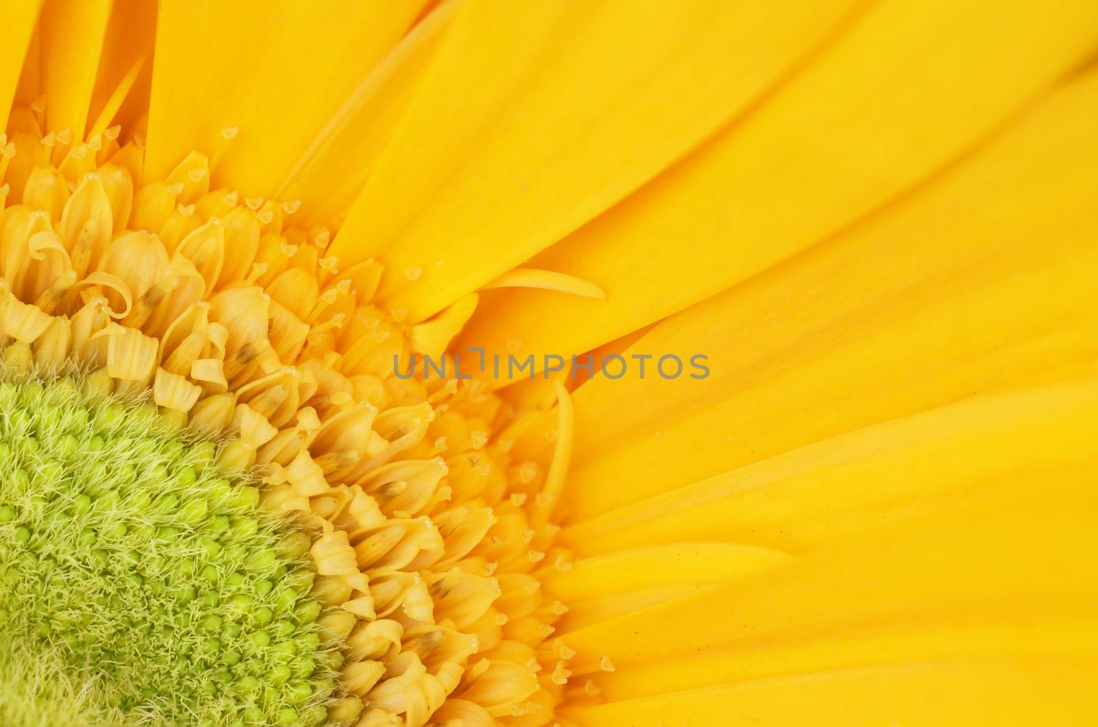 Macro of beautiful yellow gerbera daisy flower, stacked focus