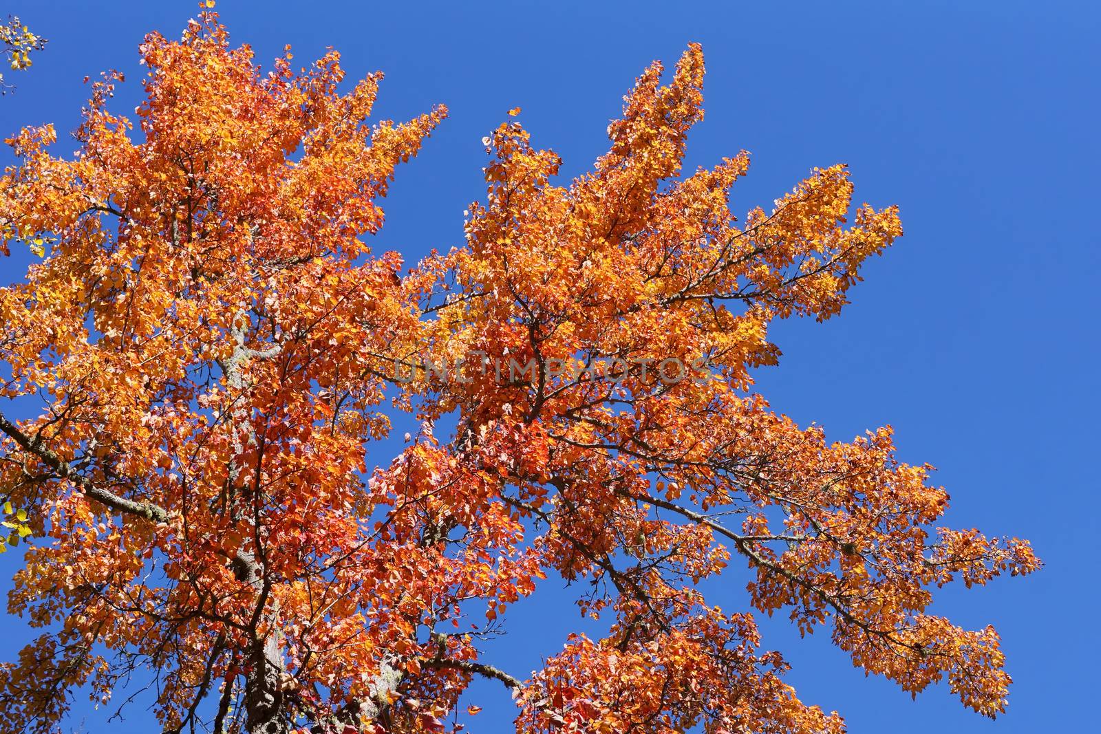 Beautiful orange and red maple tree leaves during fall or autumn against blue sky