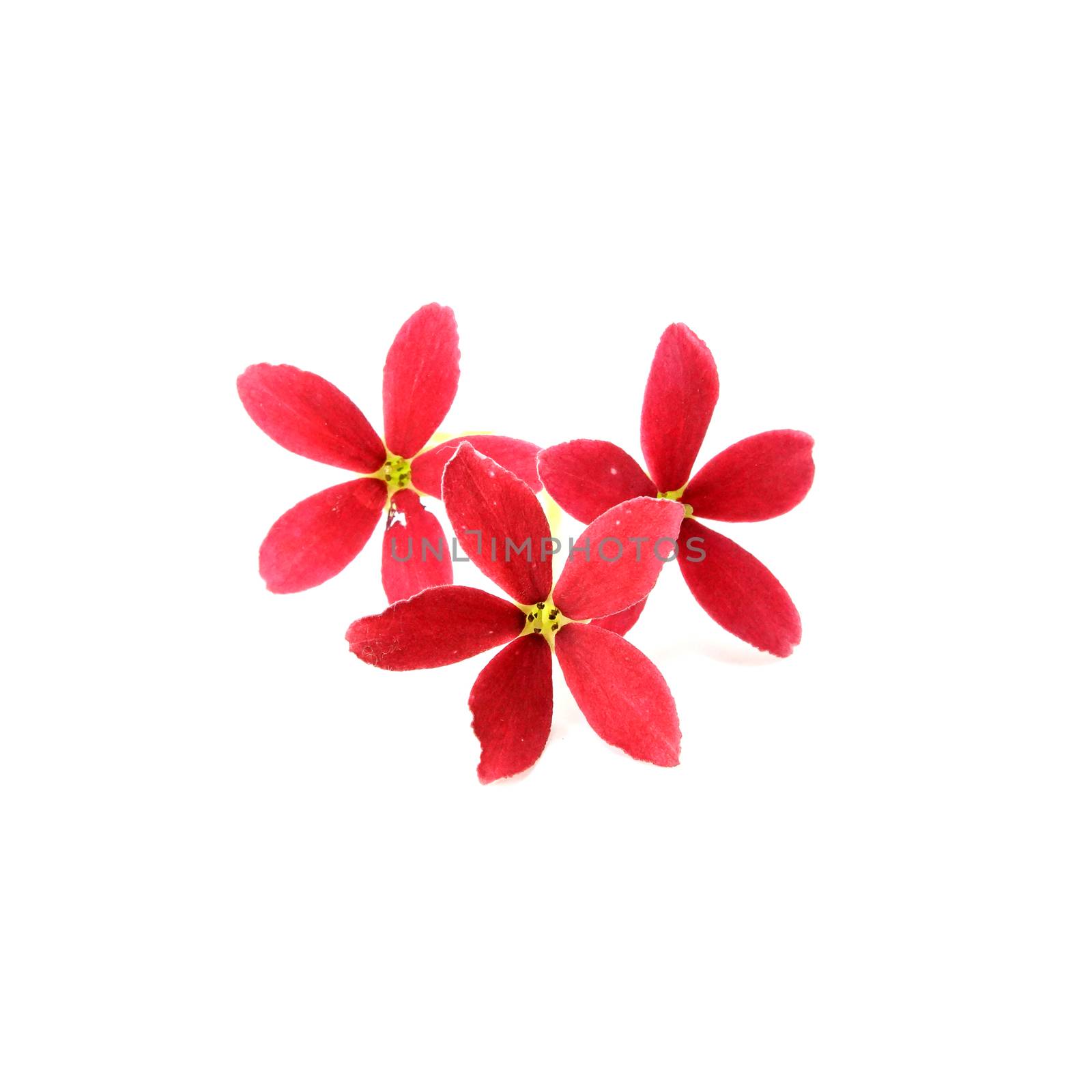 Red flower of Rangoon creeper on white background.