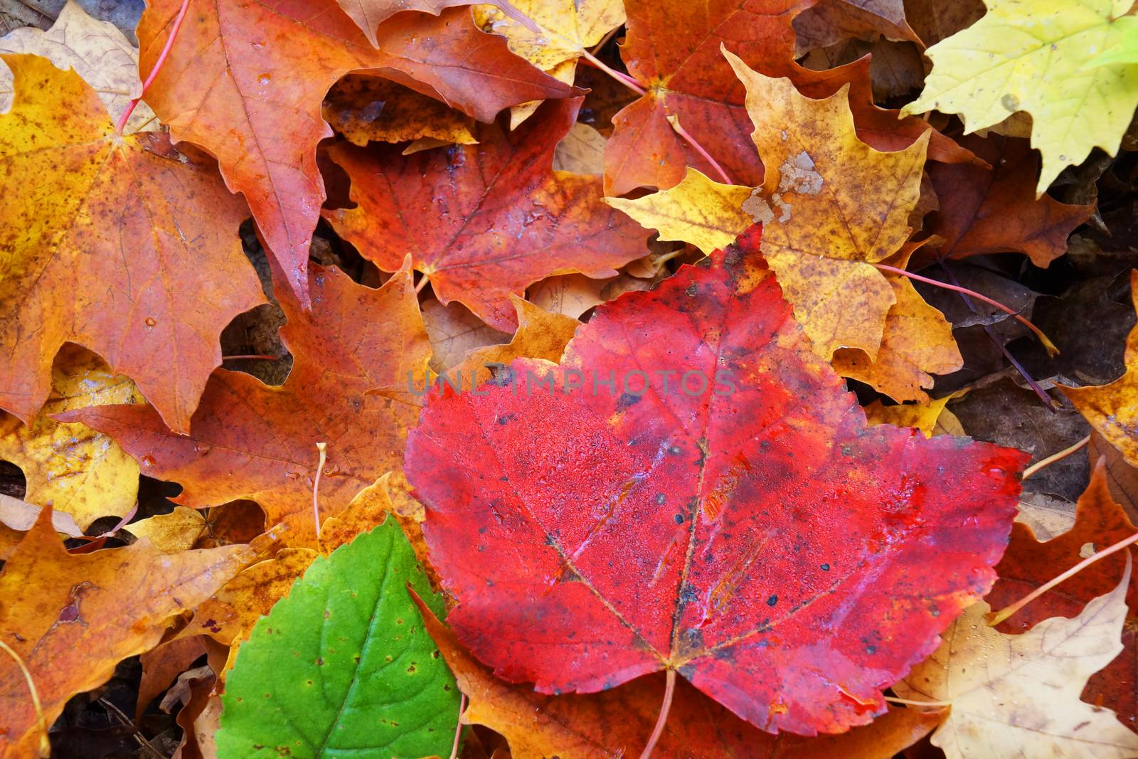 Red maple leaf on multicolor forest floor, great nature background