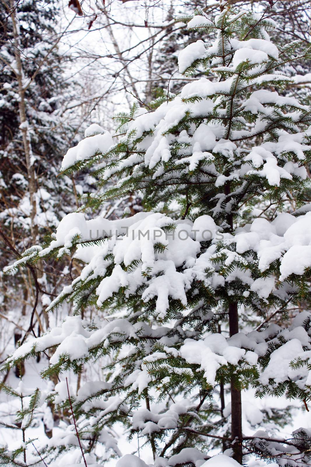 Tree covered in snow, vertical of winter forest