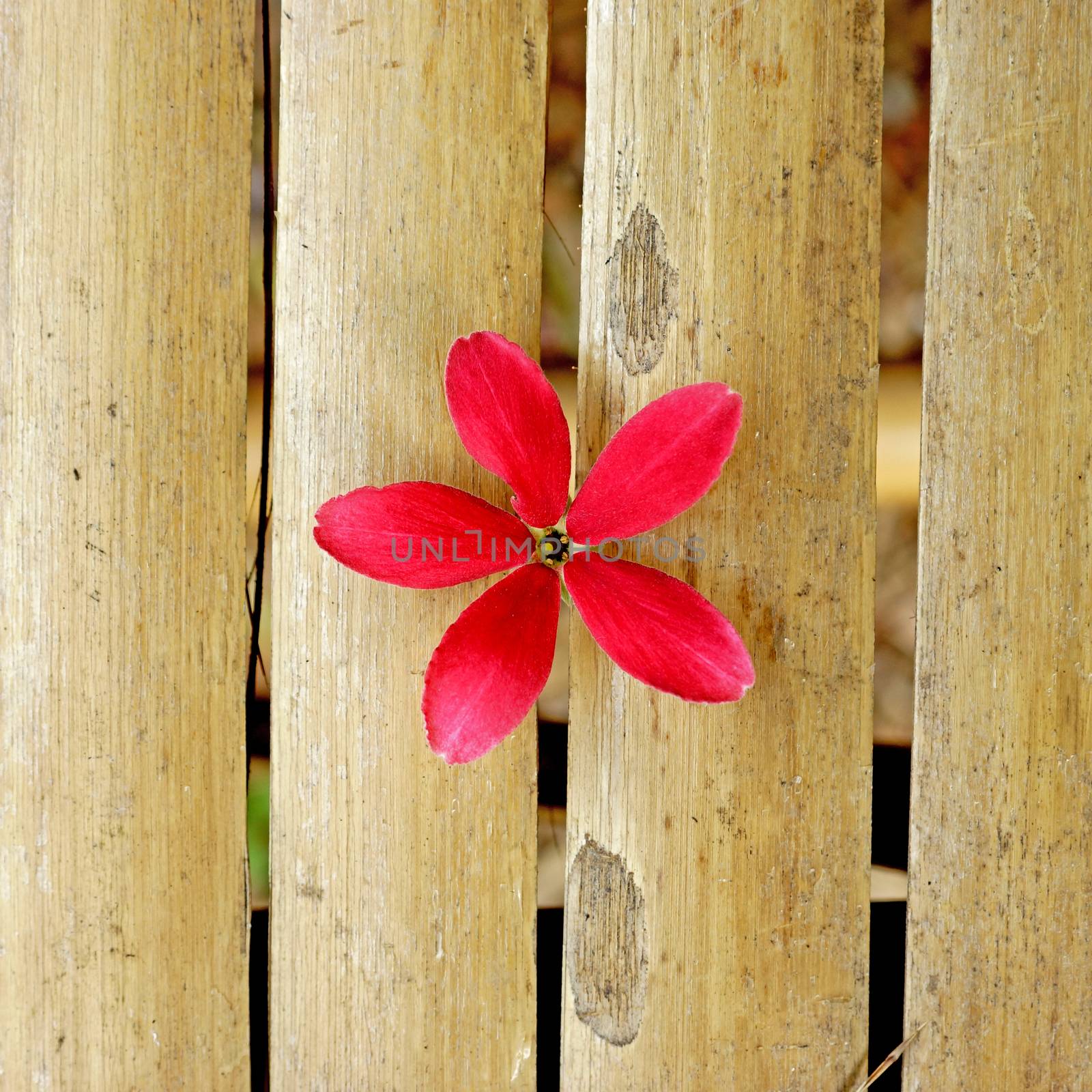 Red flower of Rangoon creeper on bamboo background.