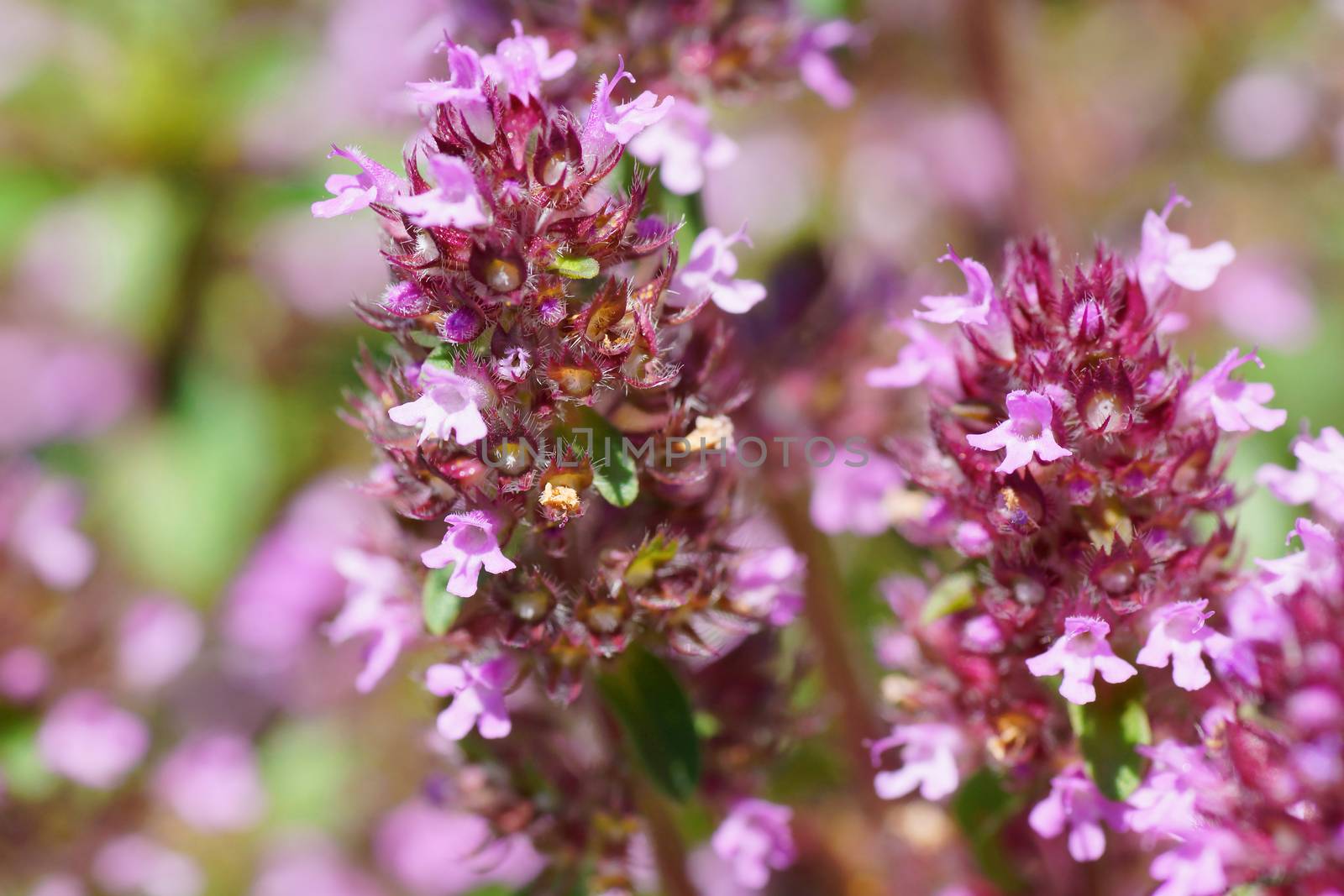 Little thyme purple flowers, Thymus serpyllum, floral background