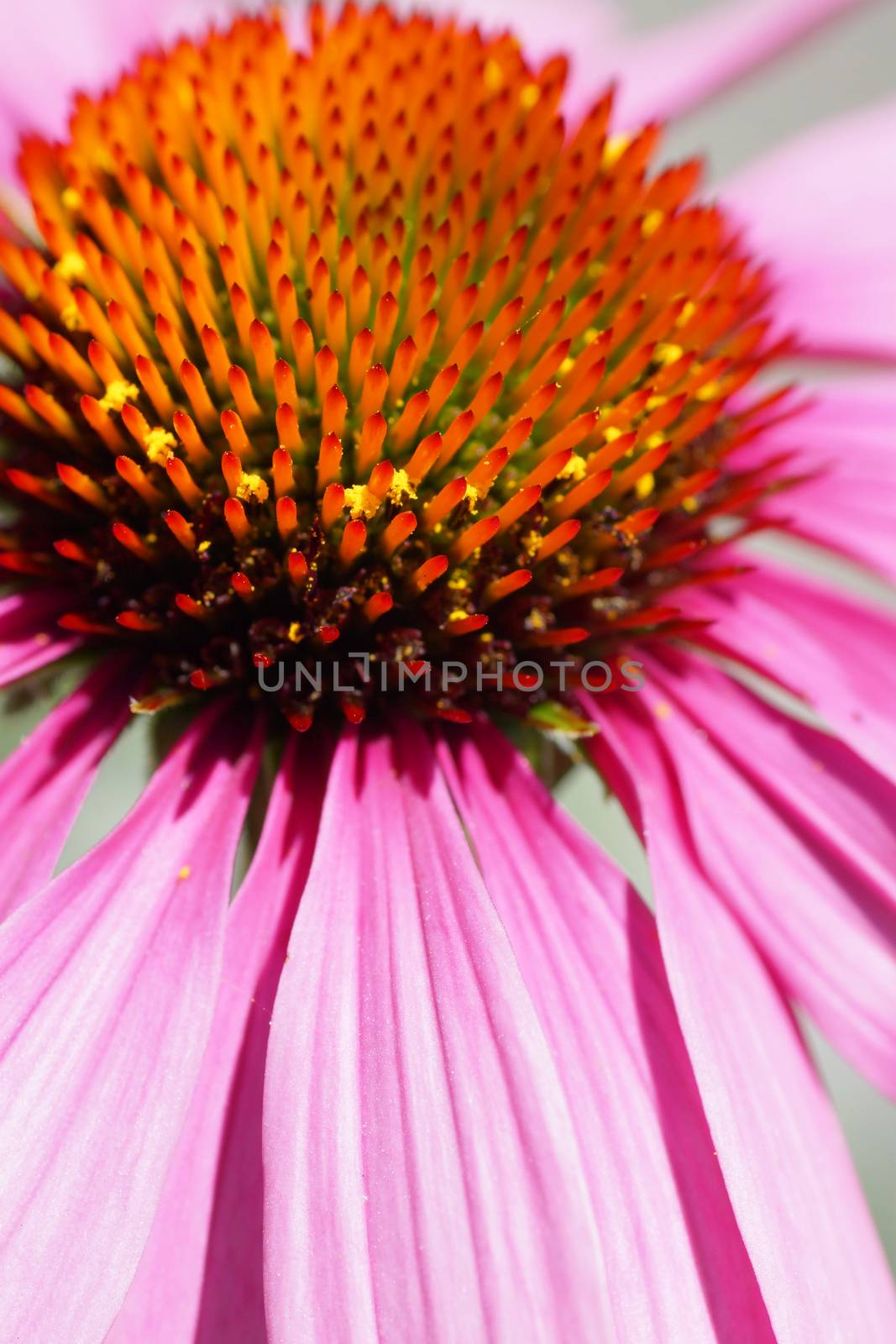 Pink flower macro by Mirage3