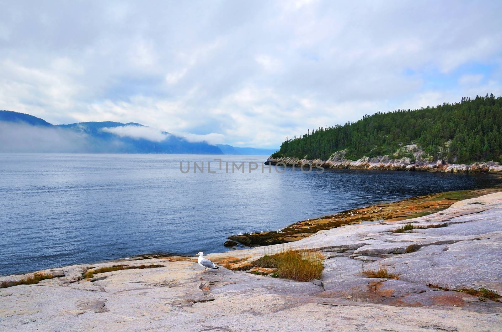 Beautiful coastline with gulls and misty high mountains, Tadoussac, Quebec, Canada.