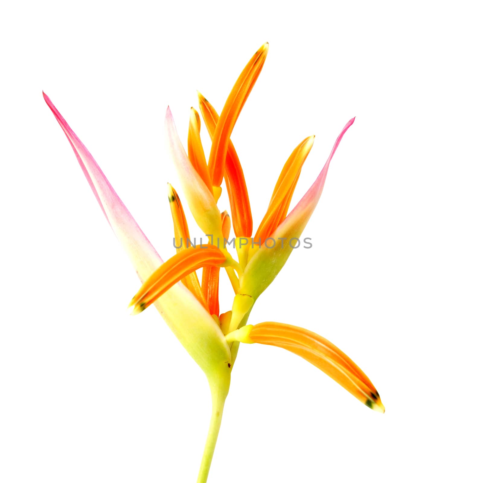 Beautiful Heliconia flower blooming isolated on white background by Noppharat_th