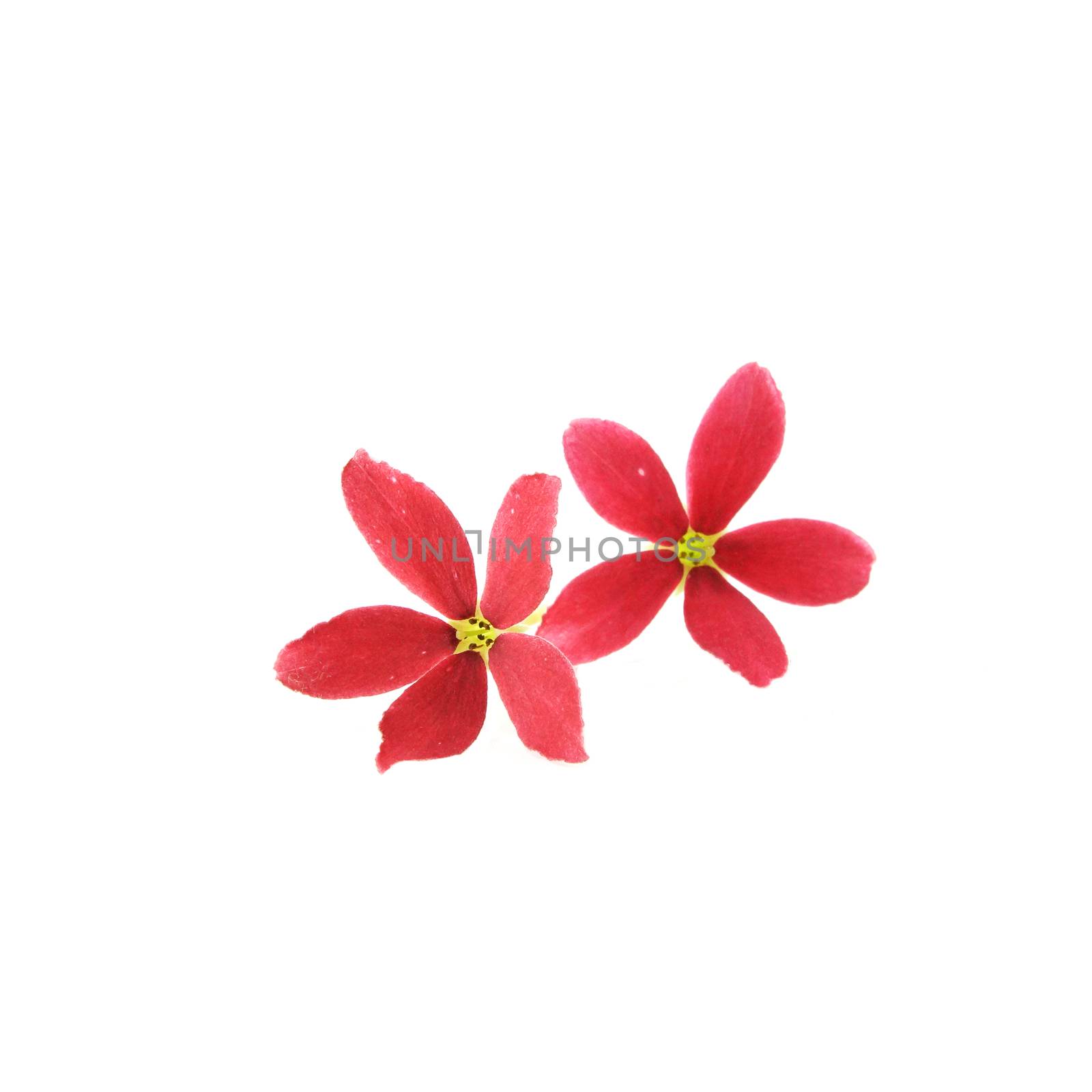 Red flower of Rangoon creeper on white background.