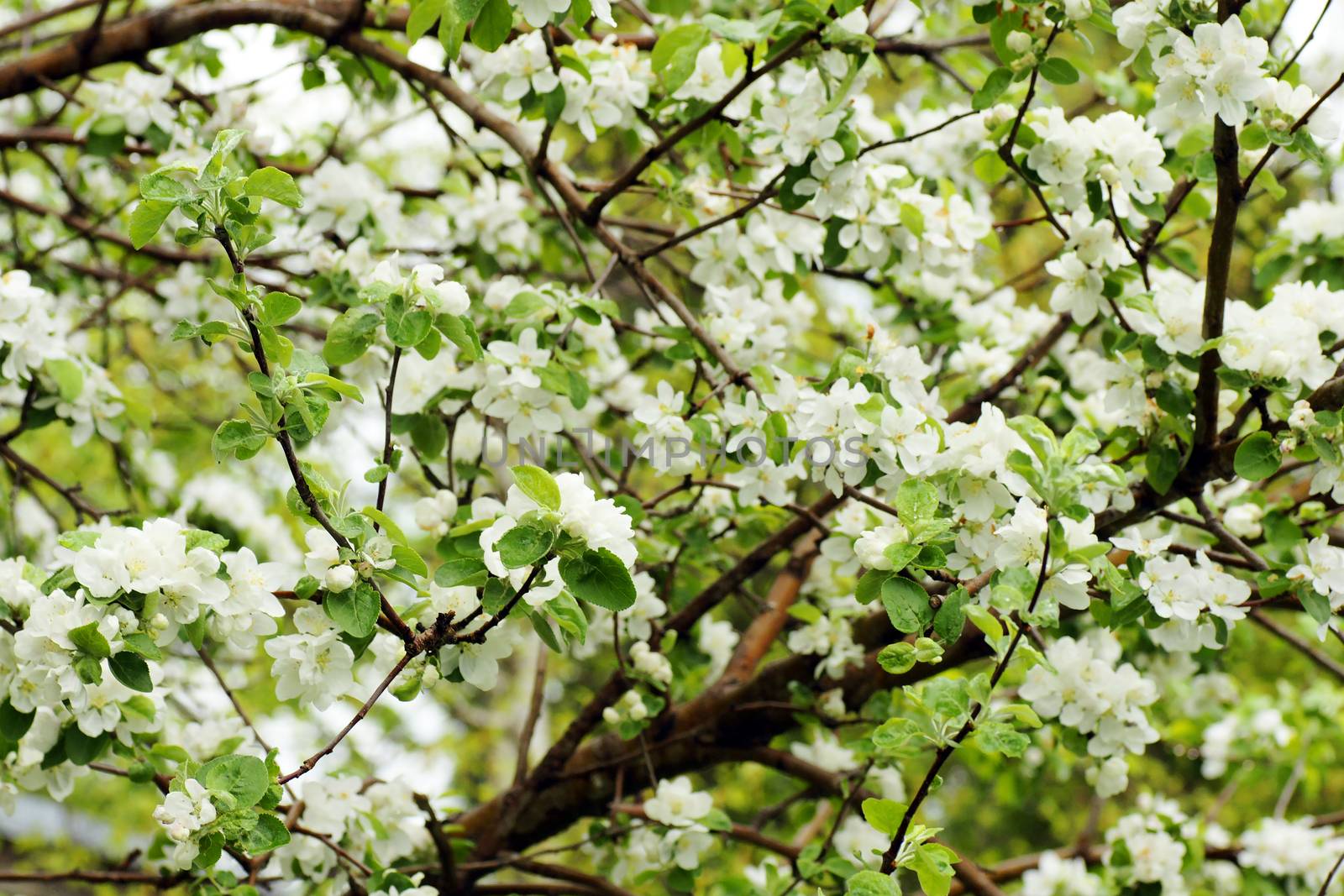 Apple tree in bloom, branches covered in white flowers, spring concept