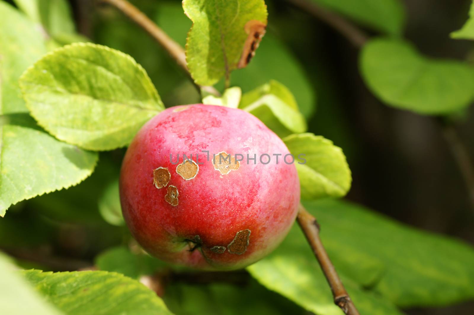 Agriculture concept: apple scab disease, caused by the fongus Venturia inaequalis