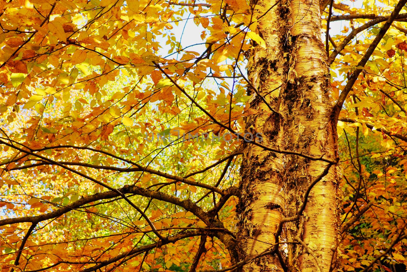 Yellow birch foliage by Mirage3