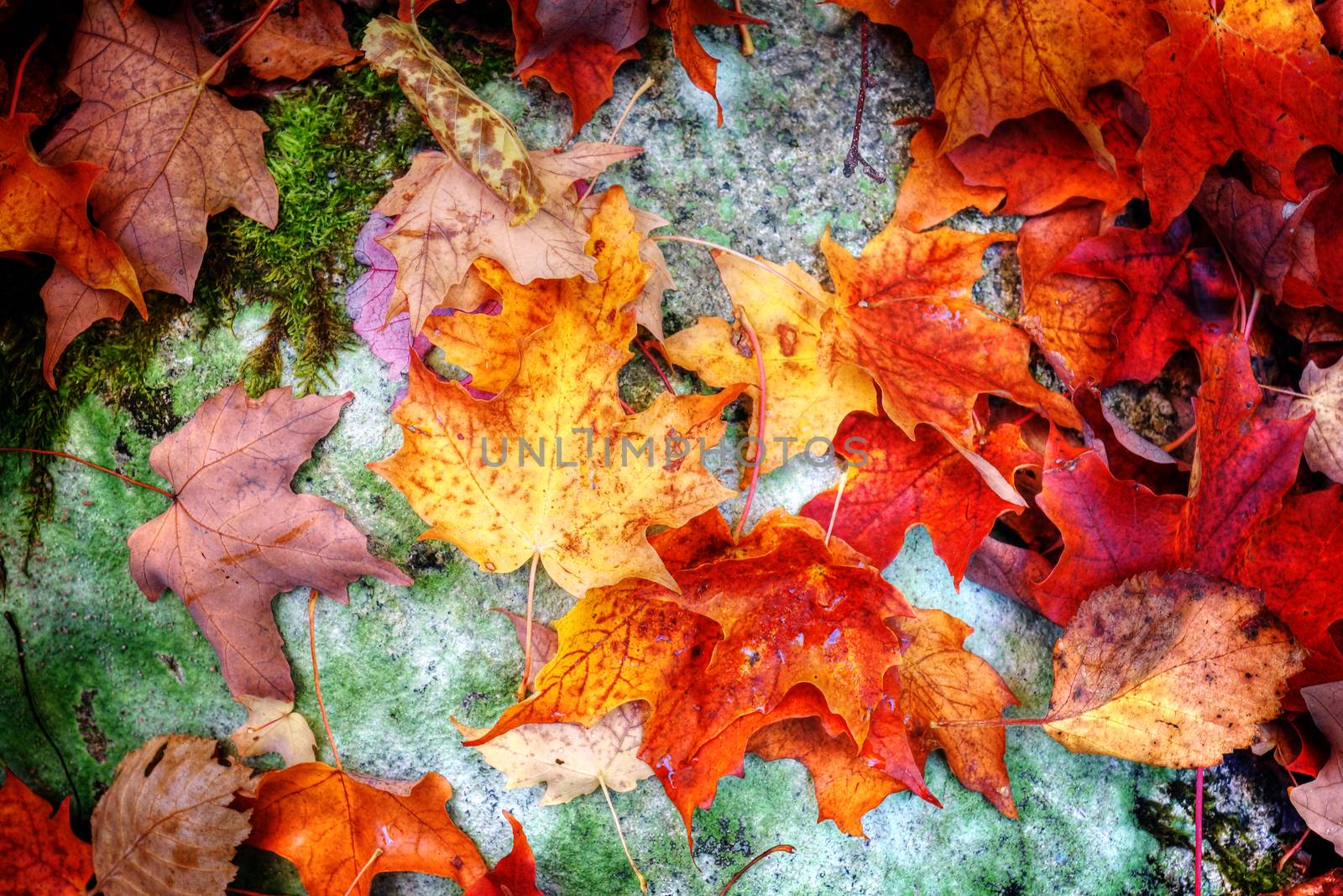 Nature background: fall or autumn maple leaves on forest floor