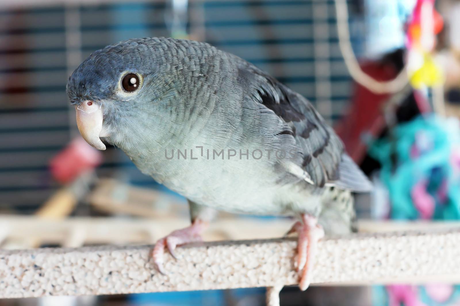 Lineolated or barred parakeet, mauve color, coming out of its cage