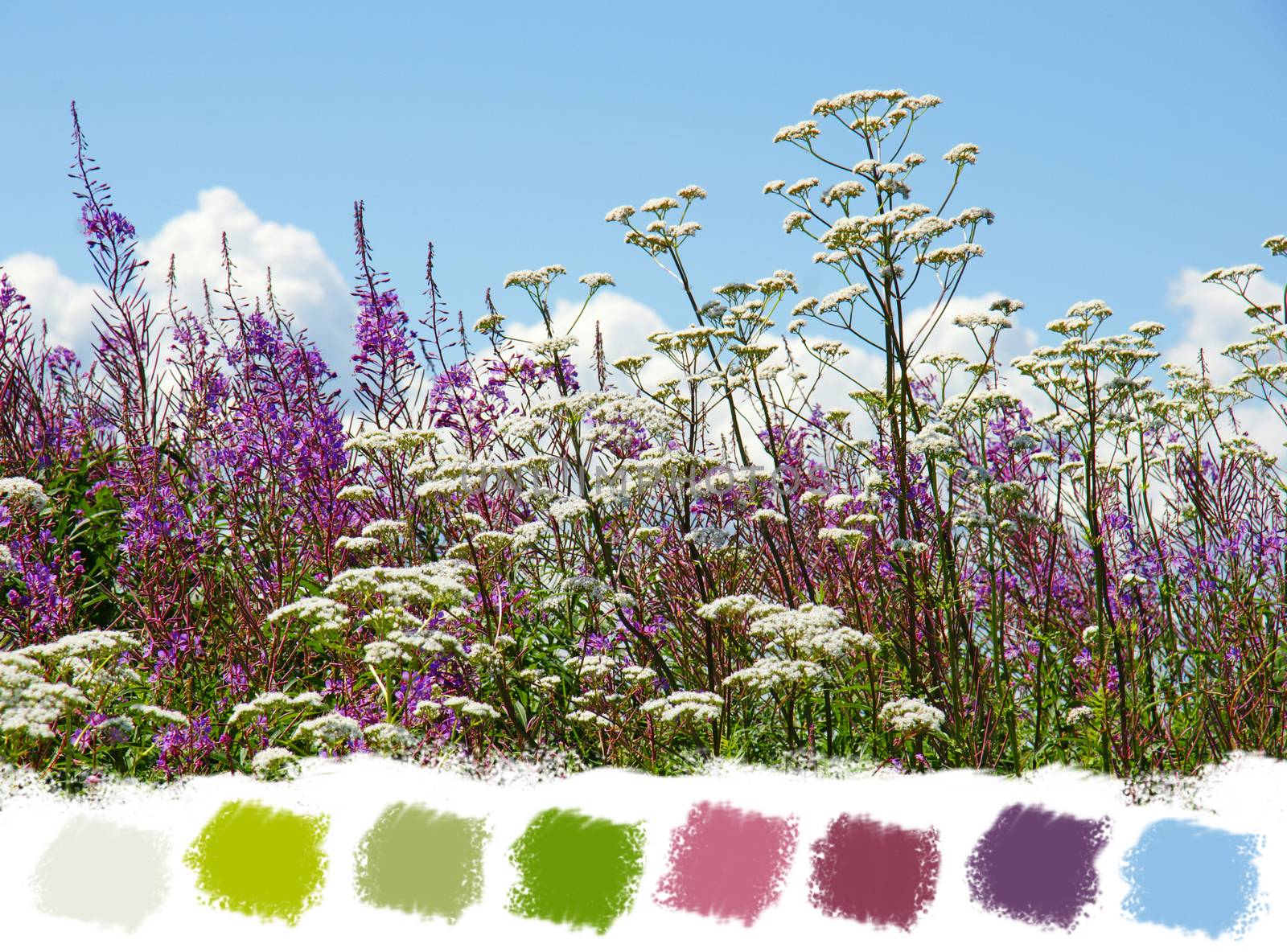 Beautiful purple fireweed and white valerian wildflowers color palette
