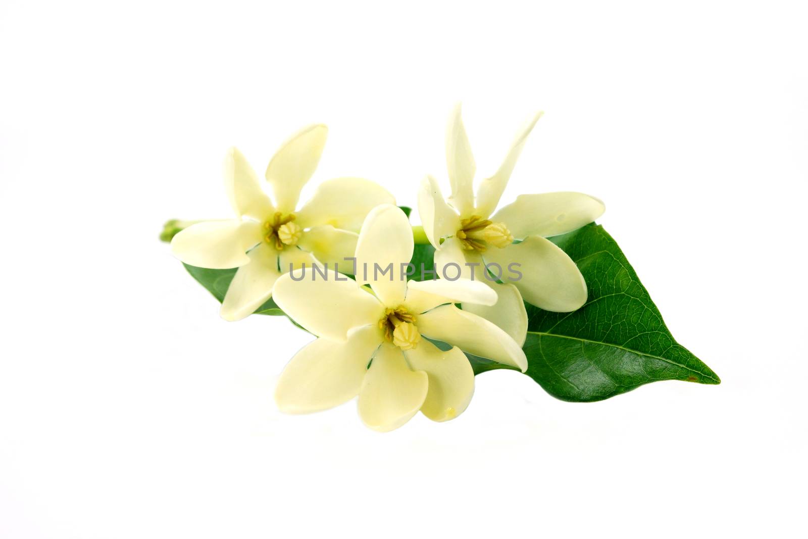 Golden Gardenia flower or Gardenia carinata Wallich with leaf isolated on white background