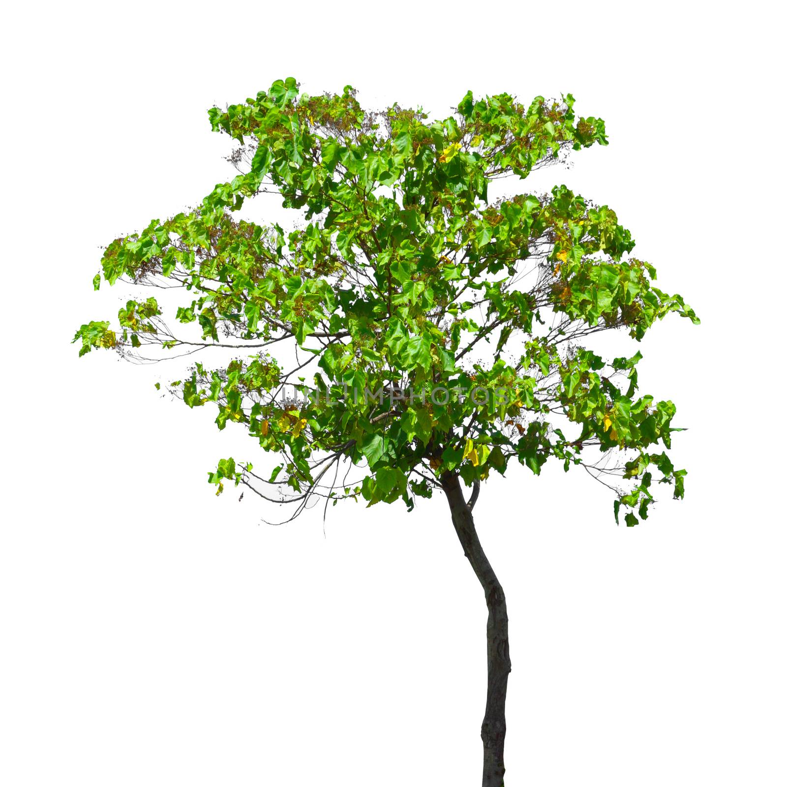 green tree isolated on white by Noppharat_th