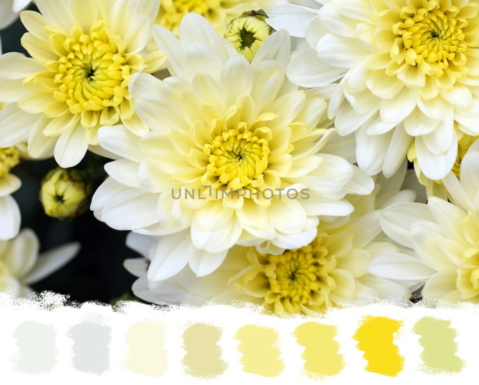 White and yellow mums flowers, beautiful and soft color palette