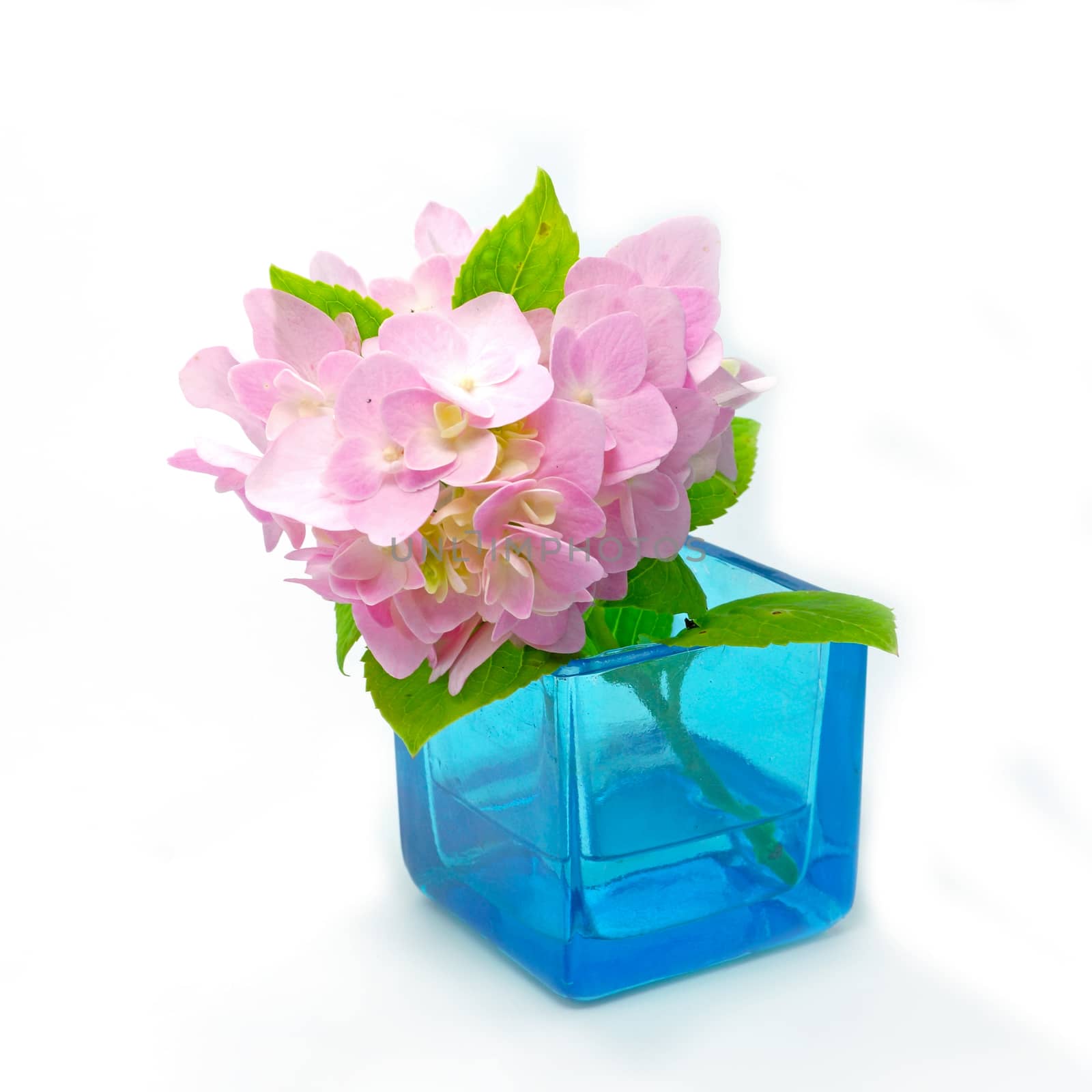 Pink Hydrangea flowers in blue glass.