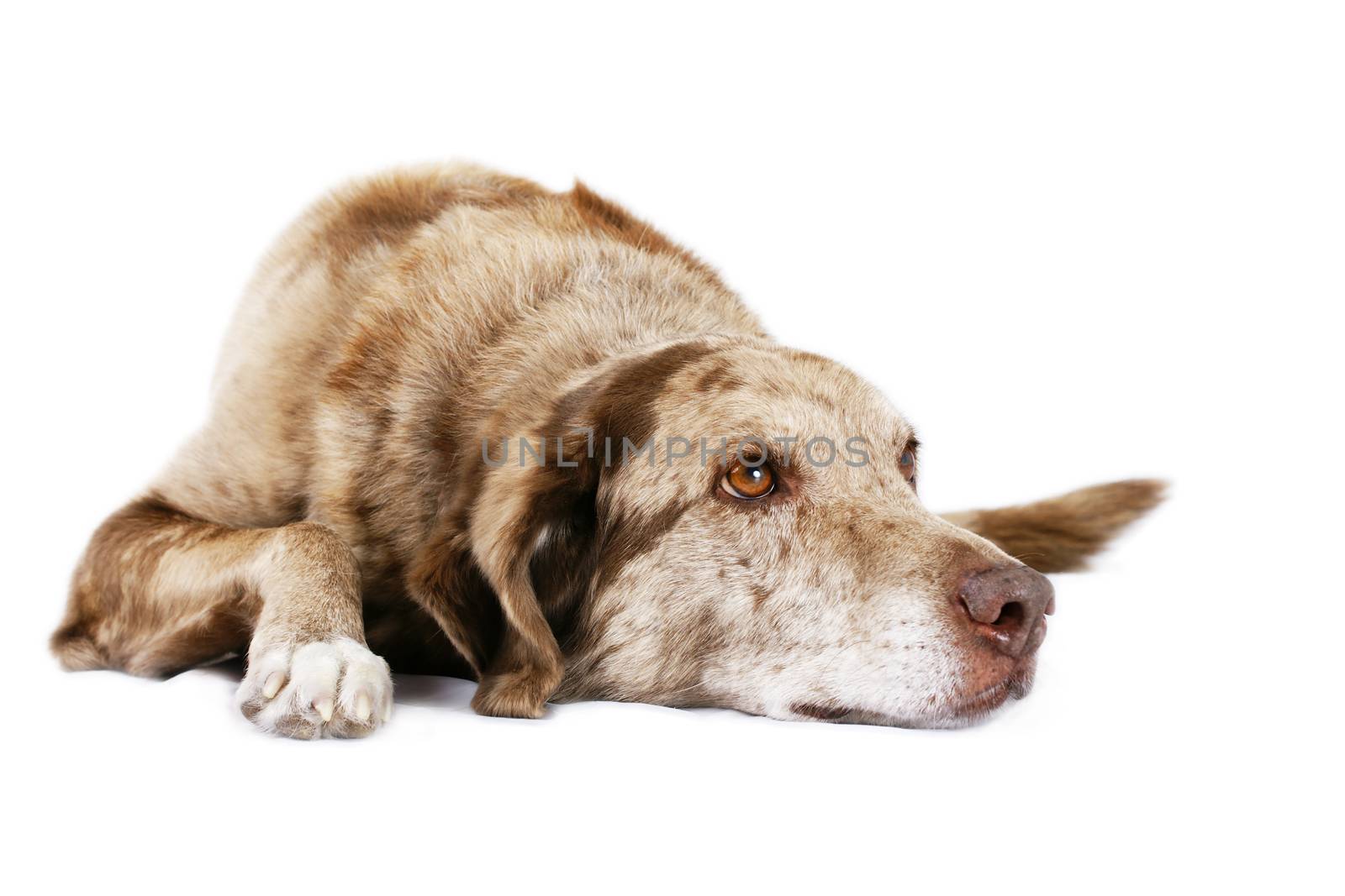 Funny looking dog laying down and looking up on white
