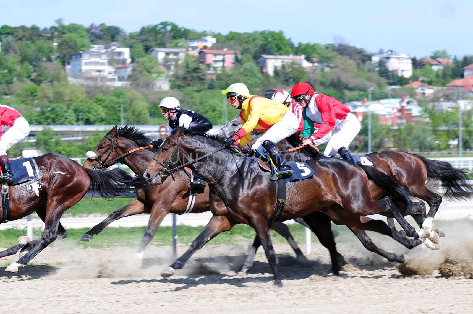 BELGRADE,SERBIA-SEPTEMBER 2:Unidentified horses and jockeys in gallop in race "Wretham House" on September 2, 2011 in Belgrade, Serbia
