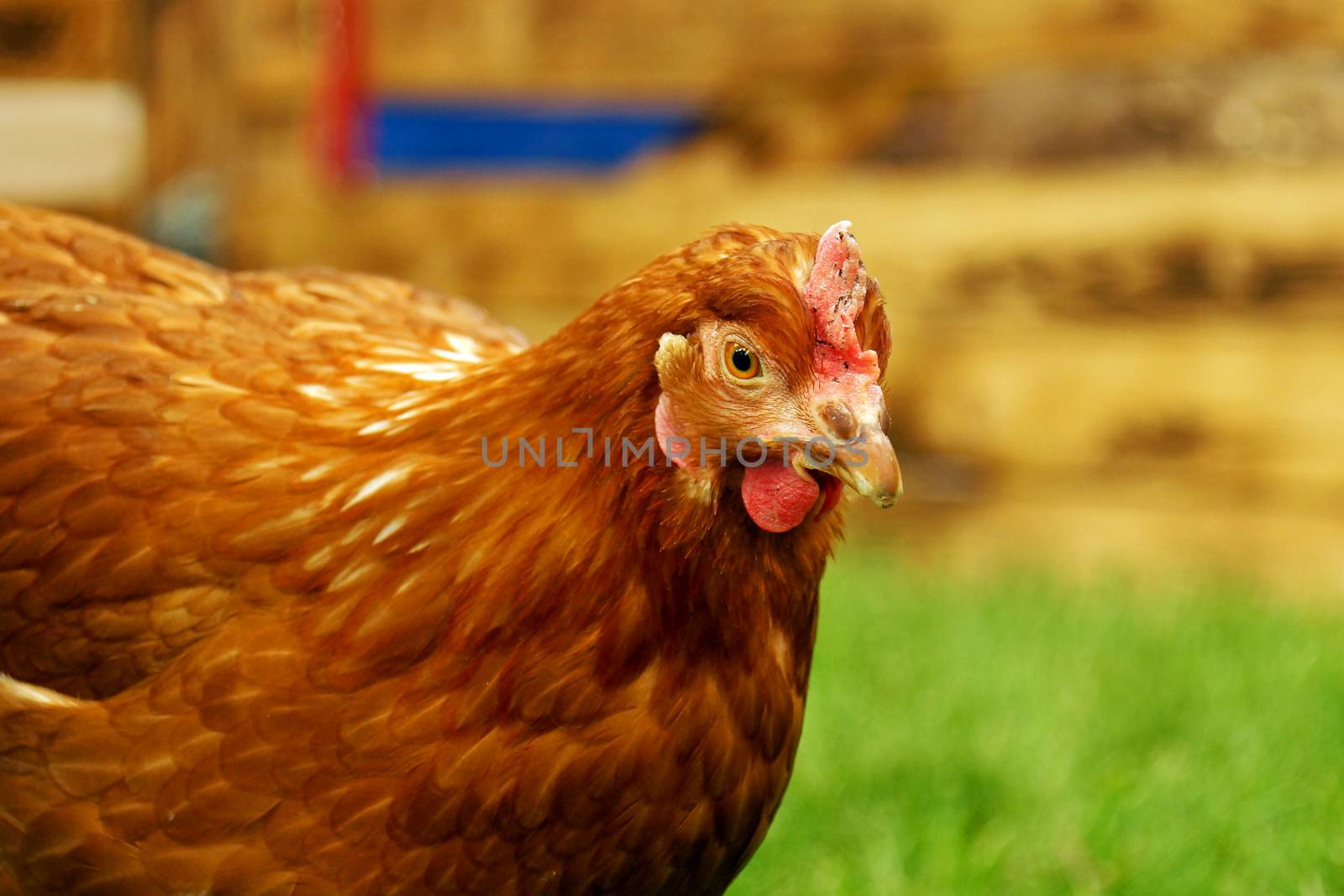 Portrait of a brown hen in a pen on grass, focus on eye