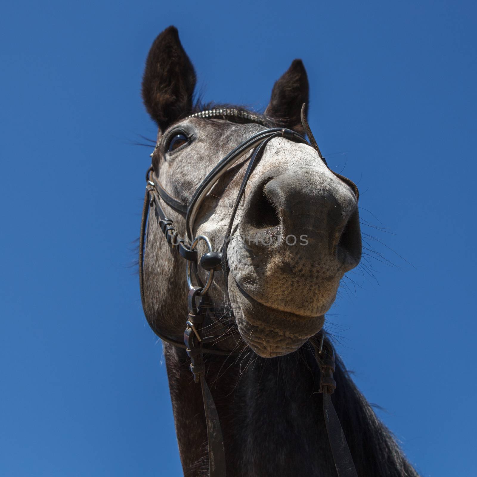 A smiling horse with dark eyes and big ears