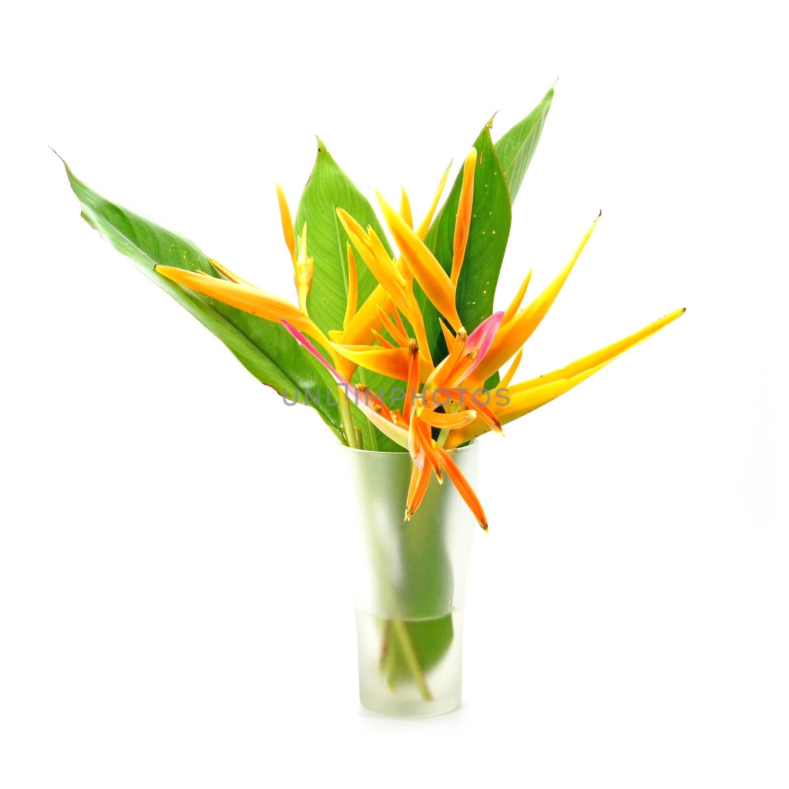 Beautiful Heliconia flower blooming isolated on white background by Noppharat_th