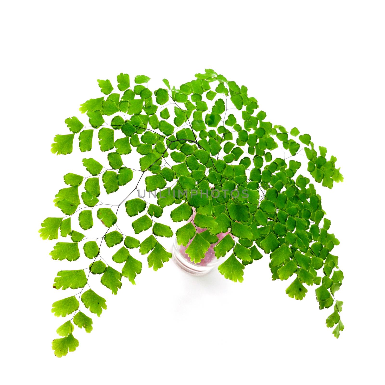 Adiantum fern leaves  on white background by Noppharat_th