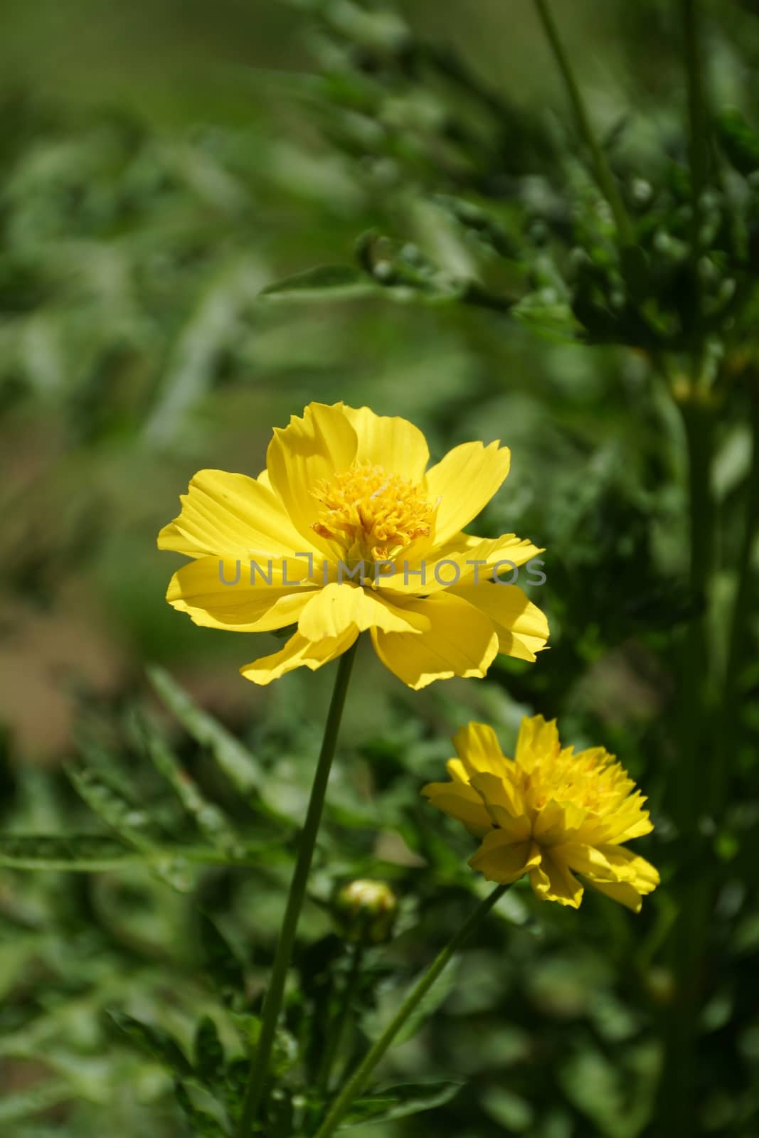 Yellow Cosmos flower by Noppharat_th