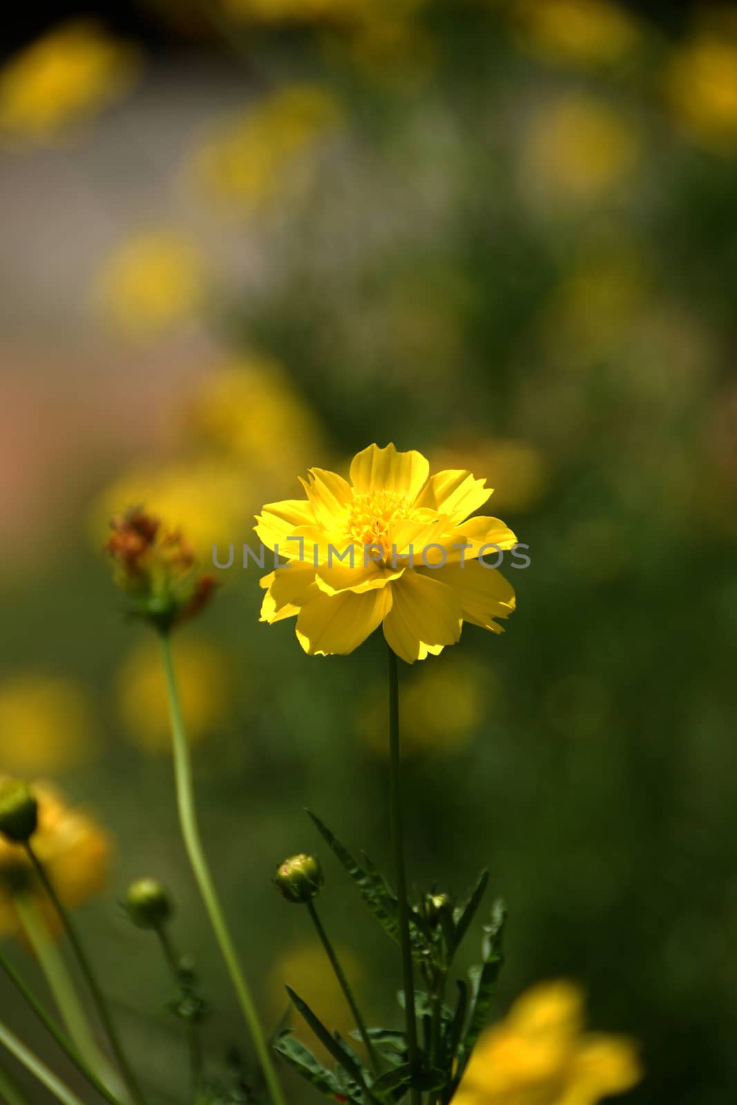 Yellow Cosmos flower by Noppharat_th