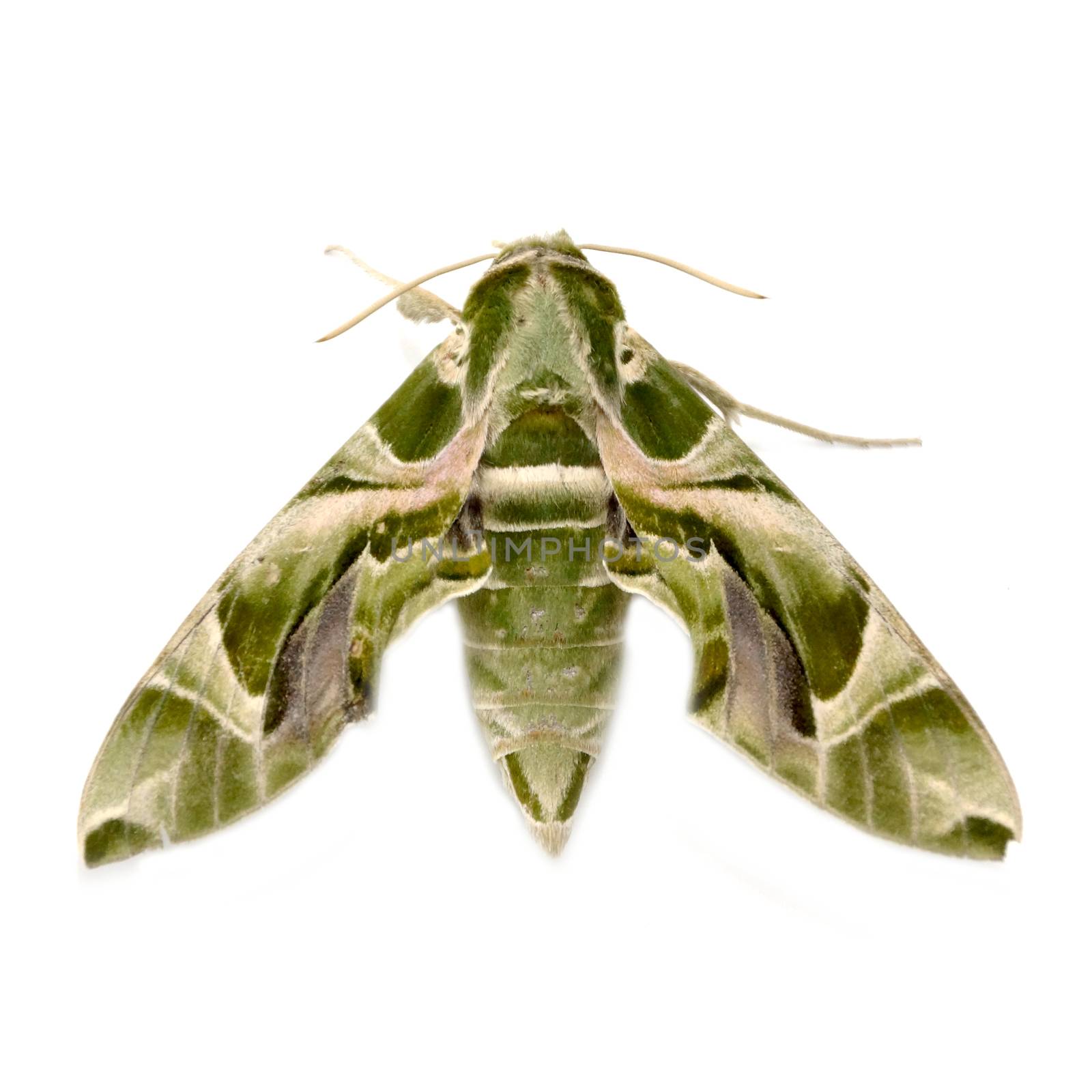 Oleander Hawk moth (Daphnis nerii) isolated on white