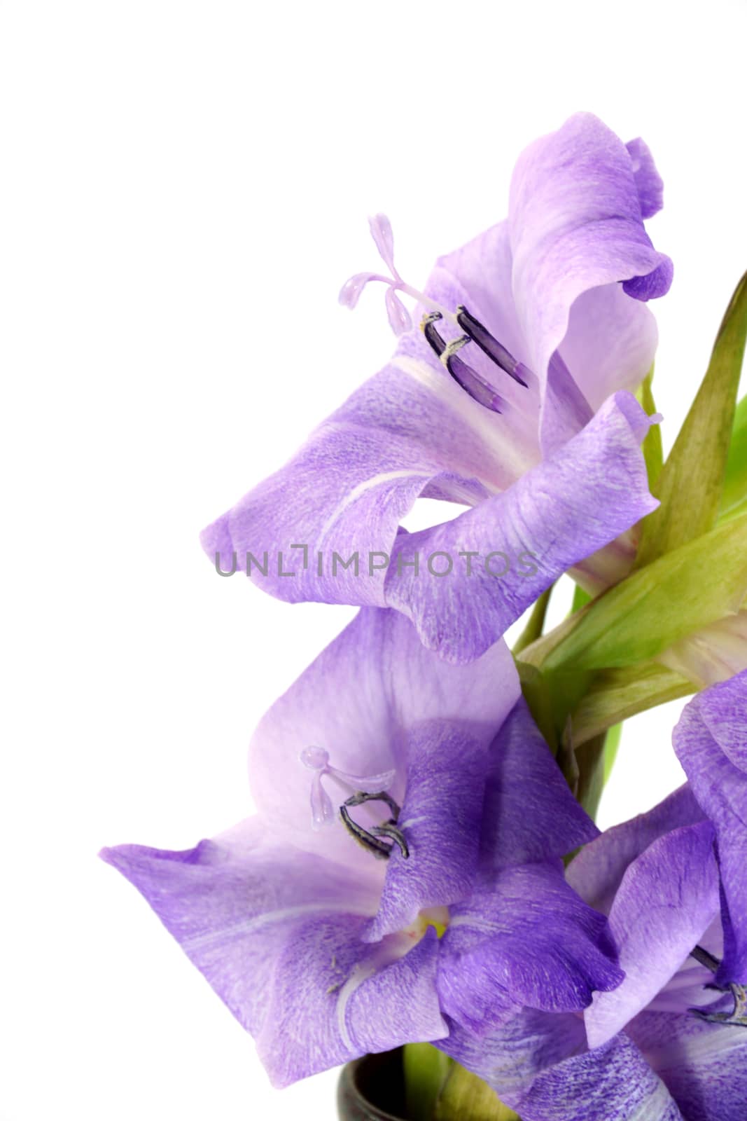 Purple Gladiolus flowers on white background. by Noppharat_th